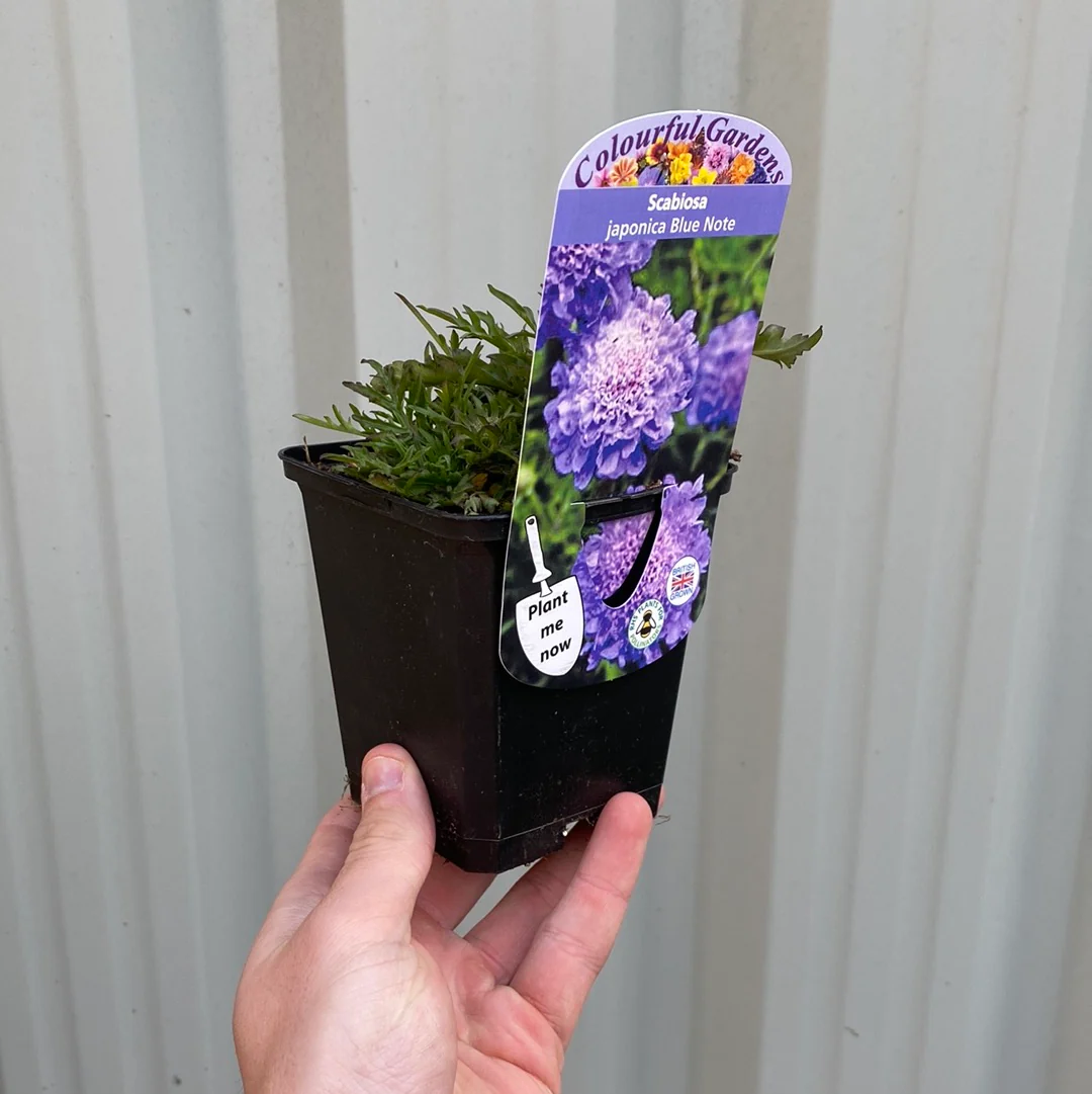 Scabious 'Blue Note' 9cm - Image 3