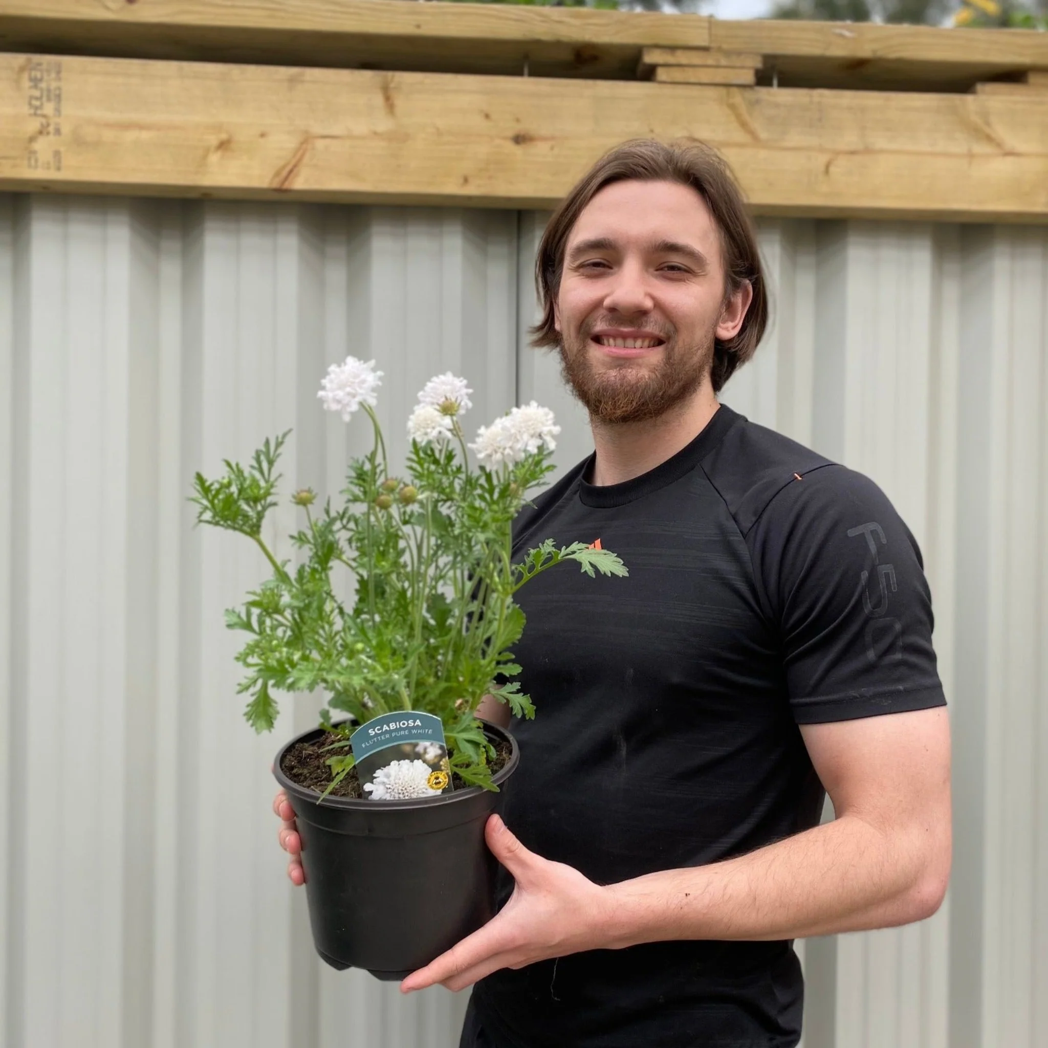 Scabious 'Kudo White' 9cm/2L - Image 3