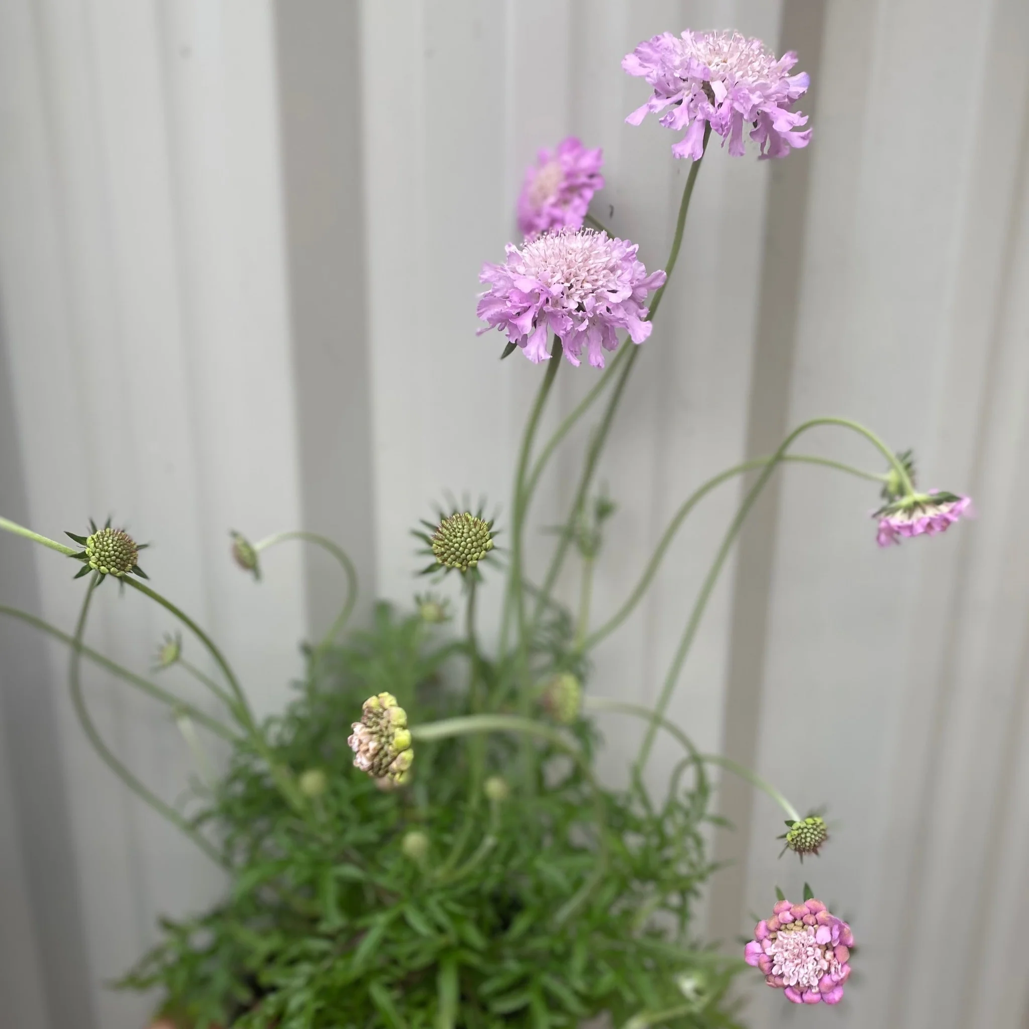 Scabious 'Pink Mist' 9cm/2L - Image 6