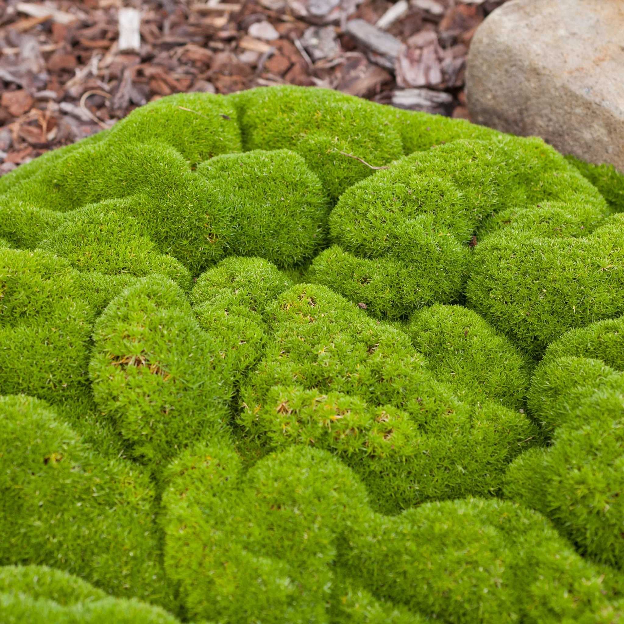 Scleranthus uniflorus 10cm growers pot - Image 2