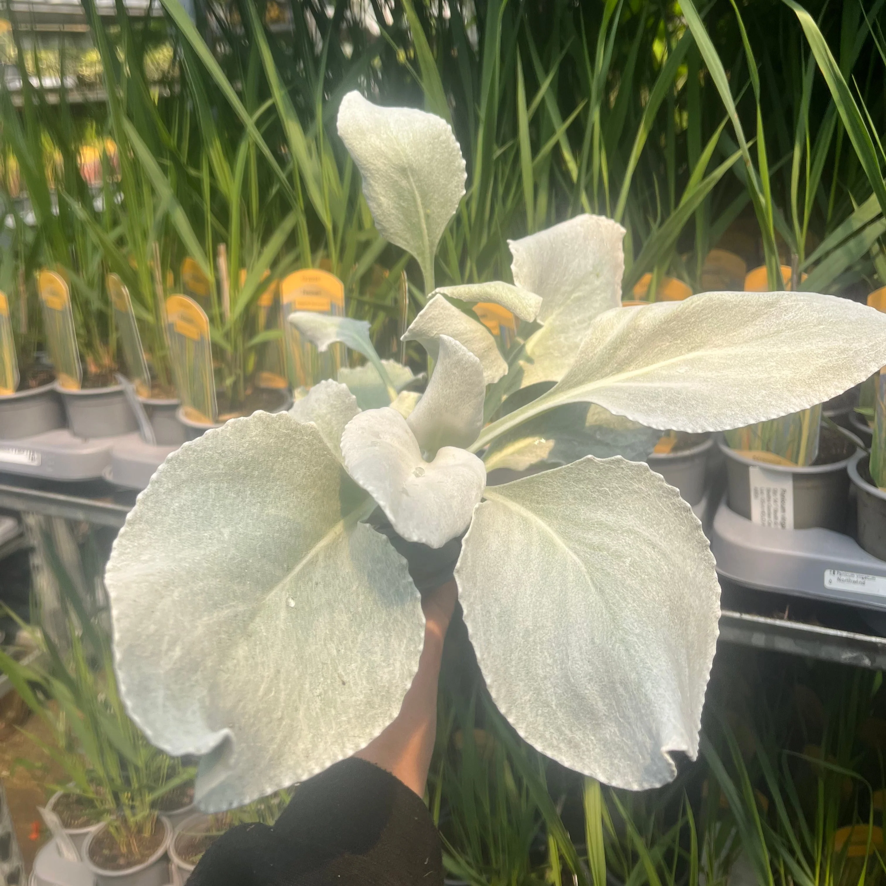 Senecio 'Angel Wings' Evergreen 9cm/2L/5L - Image 5