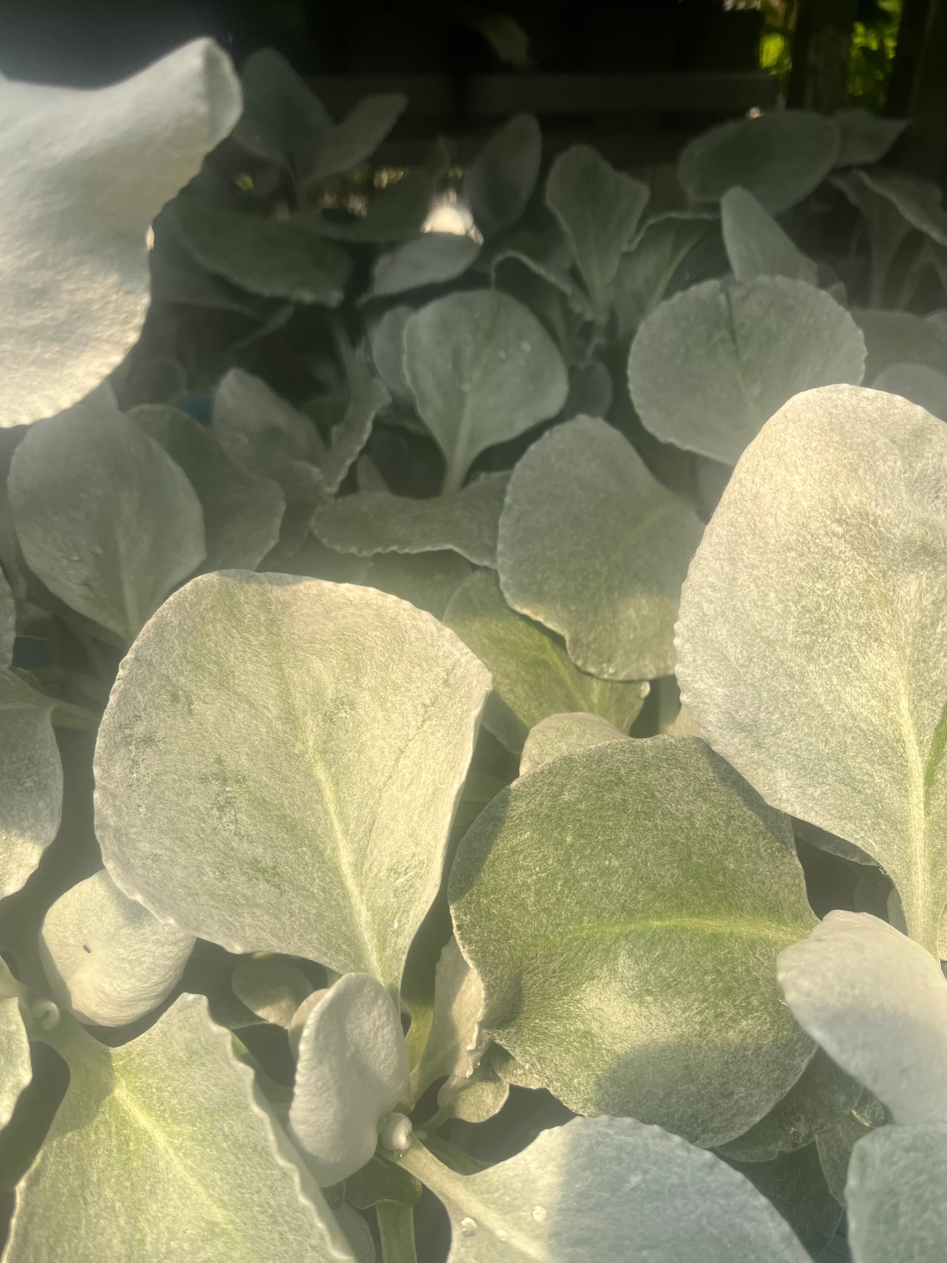 Senecio 'Angel Wings' Evergreen 9cm/2L/5L - Image 7