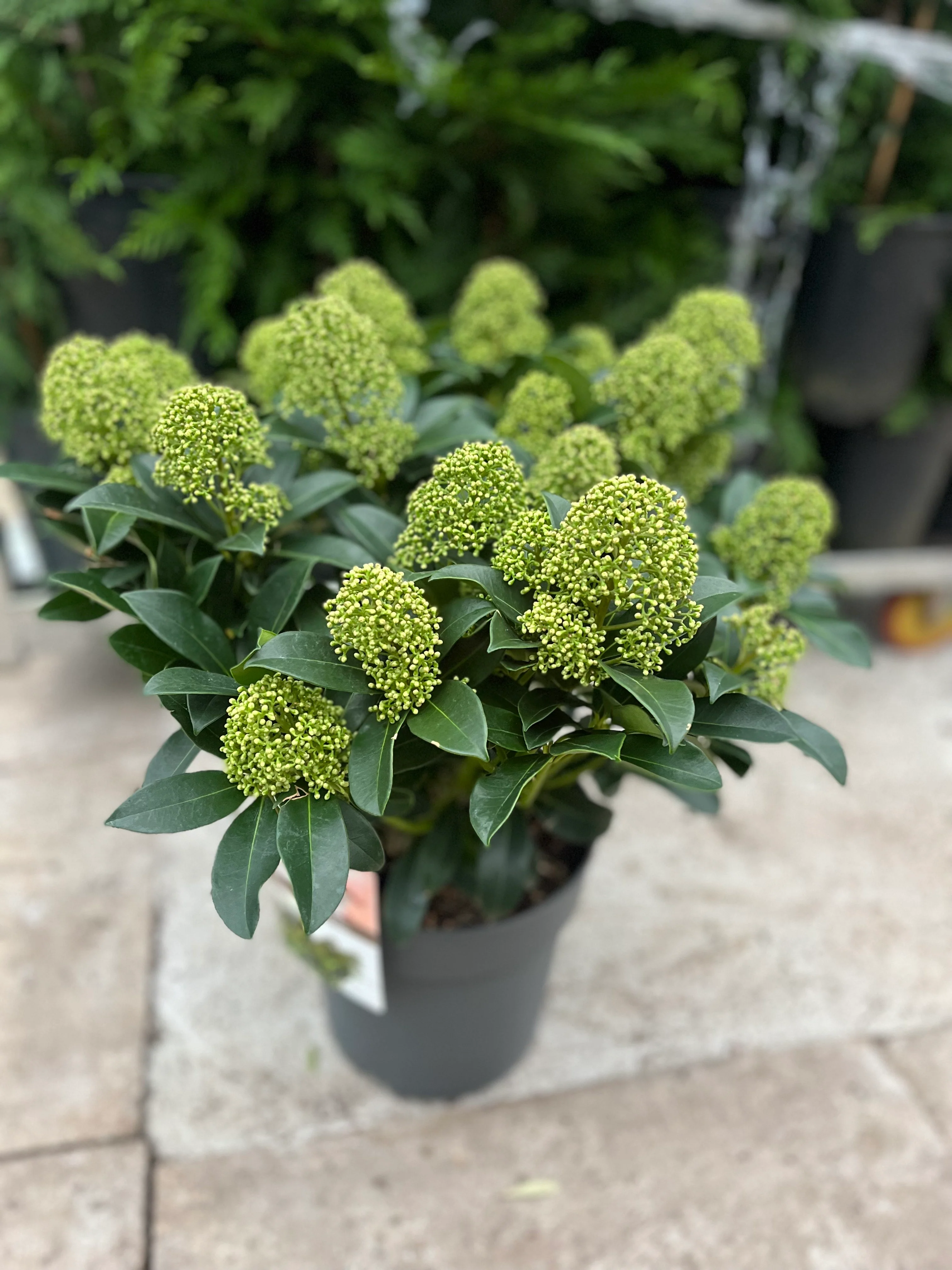 Skimmia japonica 'Fragrant Cloud' 9cm/2L/5L - Image 7