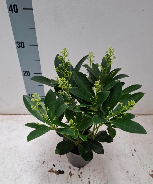 Skimmia japonica 'Finchy' 10.5cm / 2L / 5L - Image 5