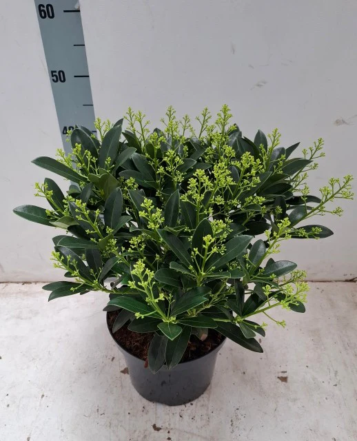 Skimmia japonica 'Finchy' 10.5cm / 2L / 5L - Image 7