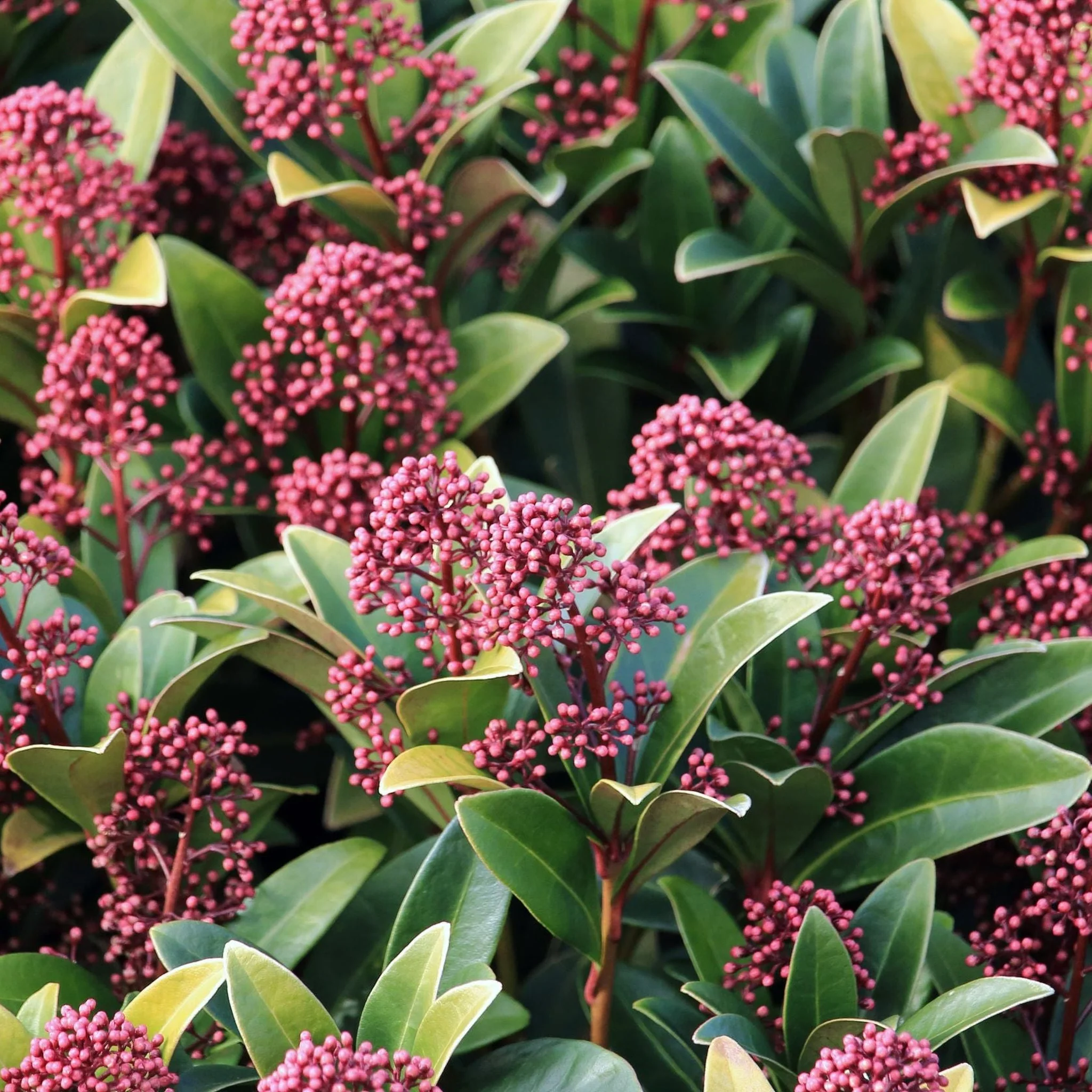 Skimmia japonica Rubella 9cm-10L - Image 5