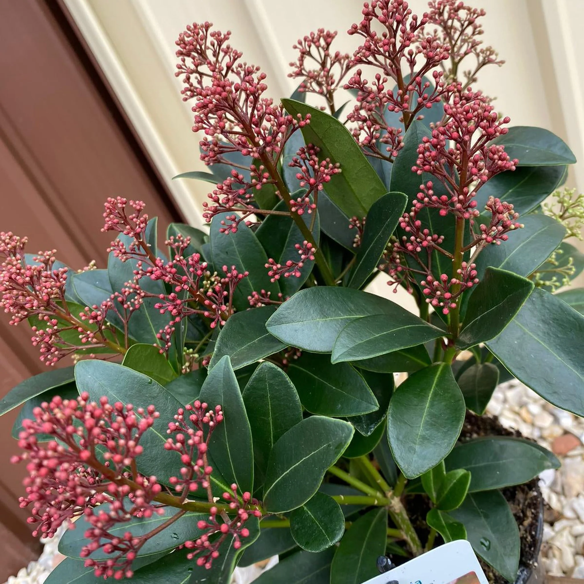 Skimmia japonica Rubella 9cm-10L - Image 7