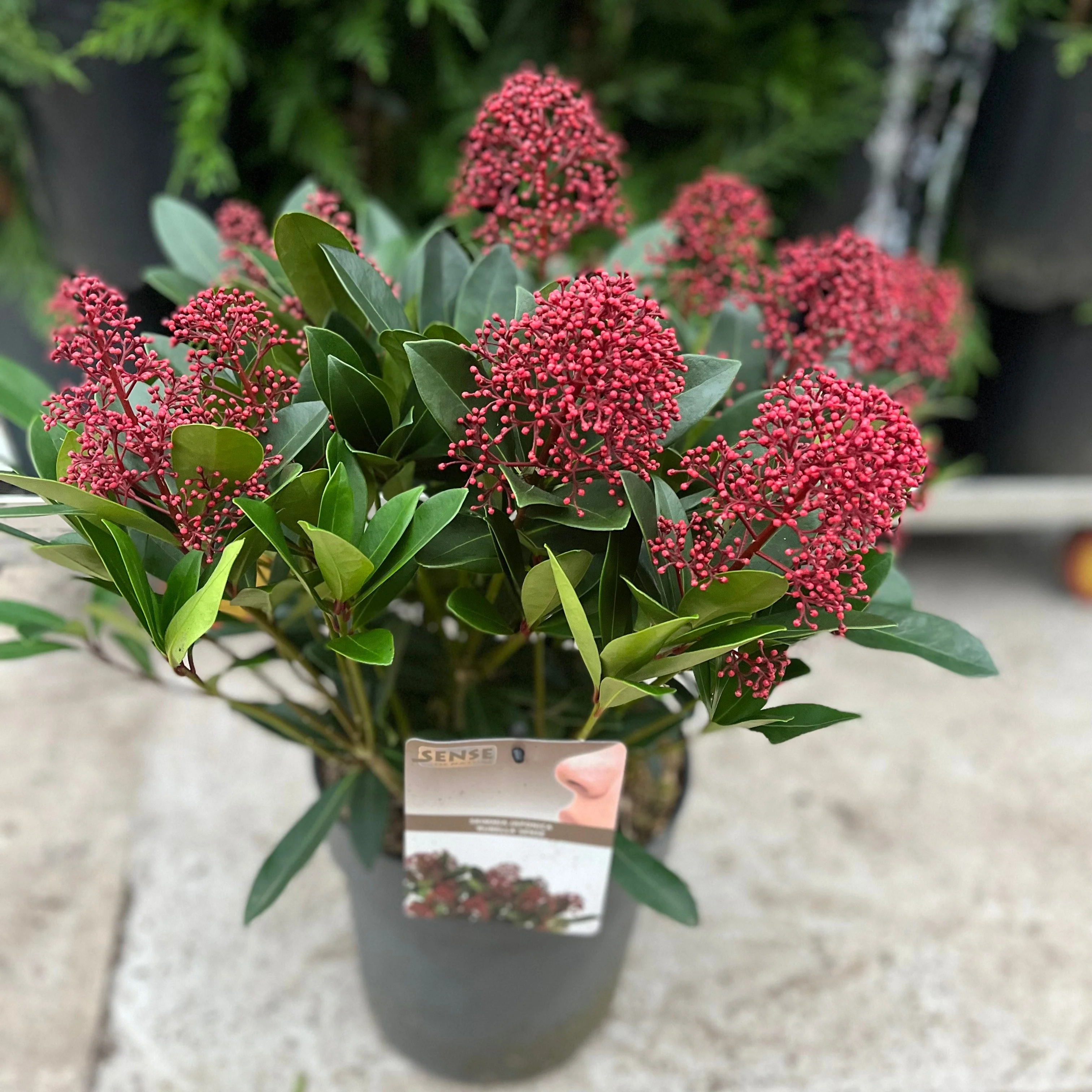 Skimmia japonica Rubella 9cm-10L - Image 9