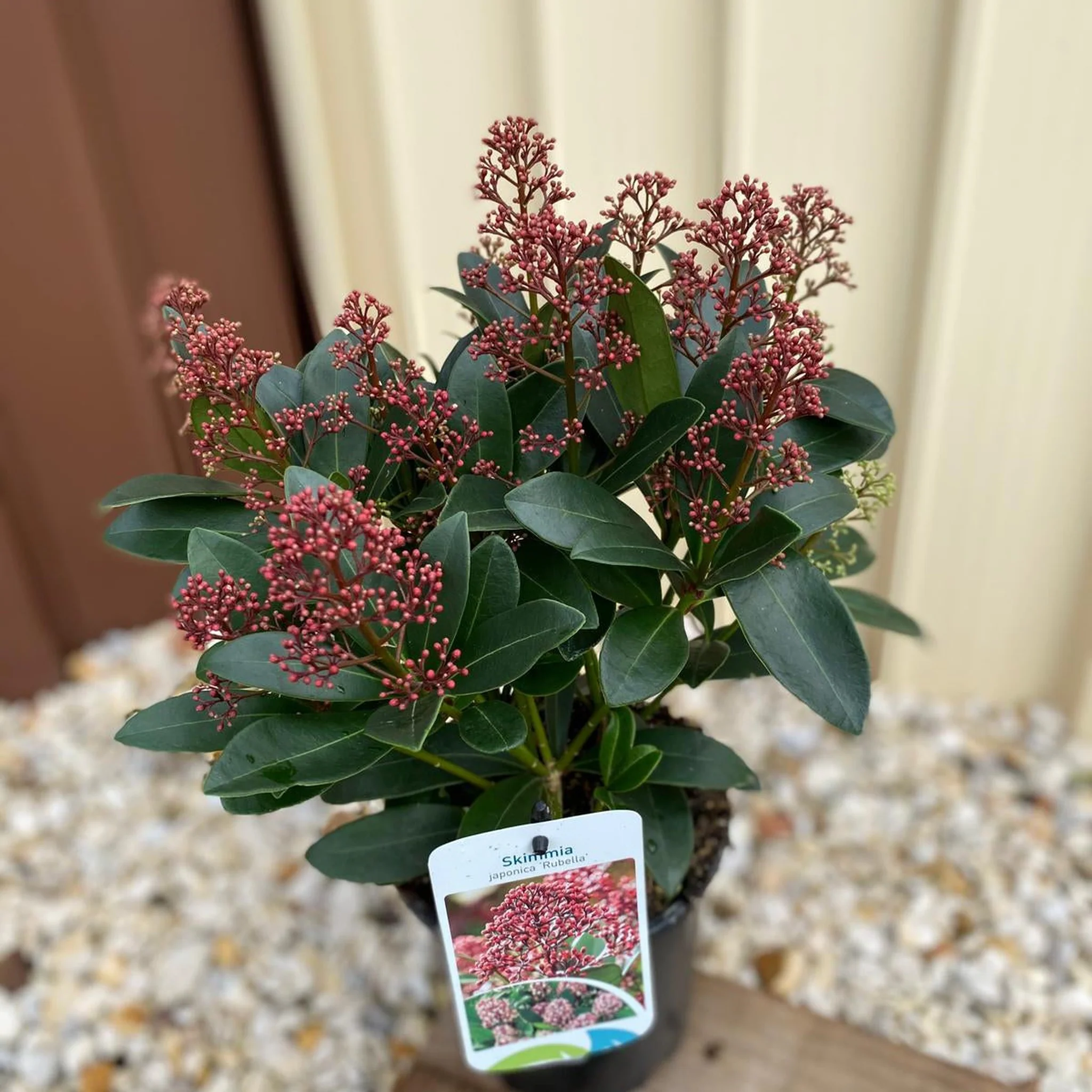 Skimmia japonica Rubella (Including Gift Wrap) - Image 6