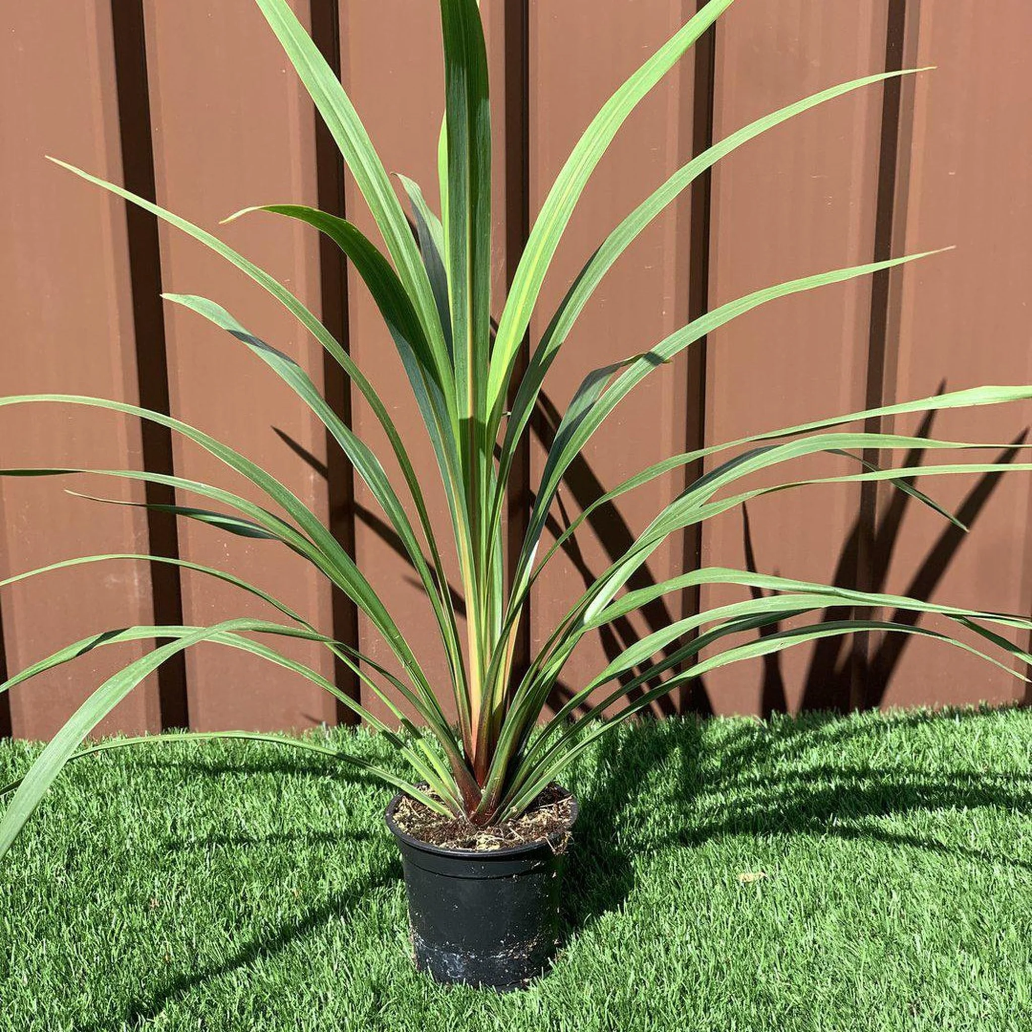 Cordyline australis Peko - Green (3 sizes available) - Image 3