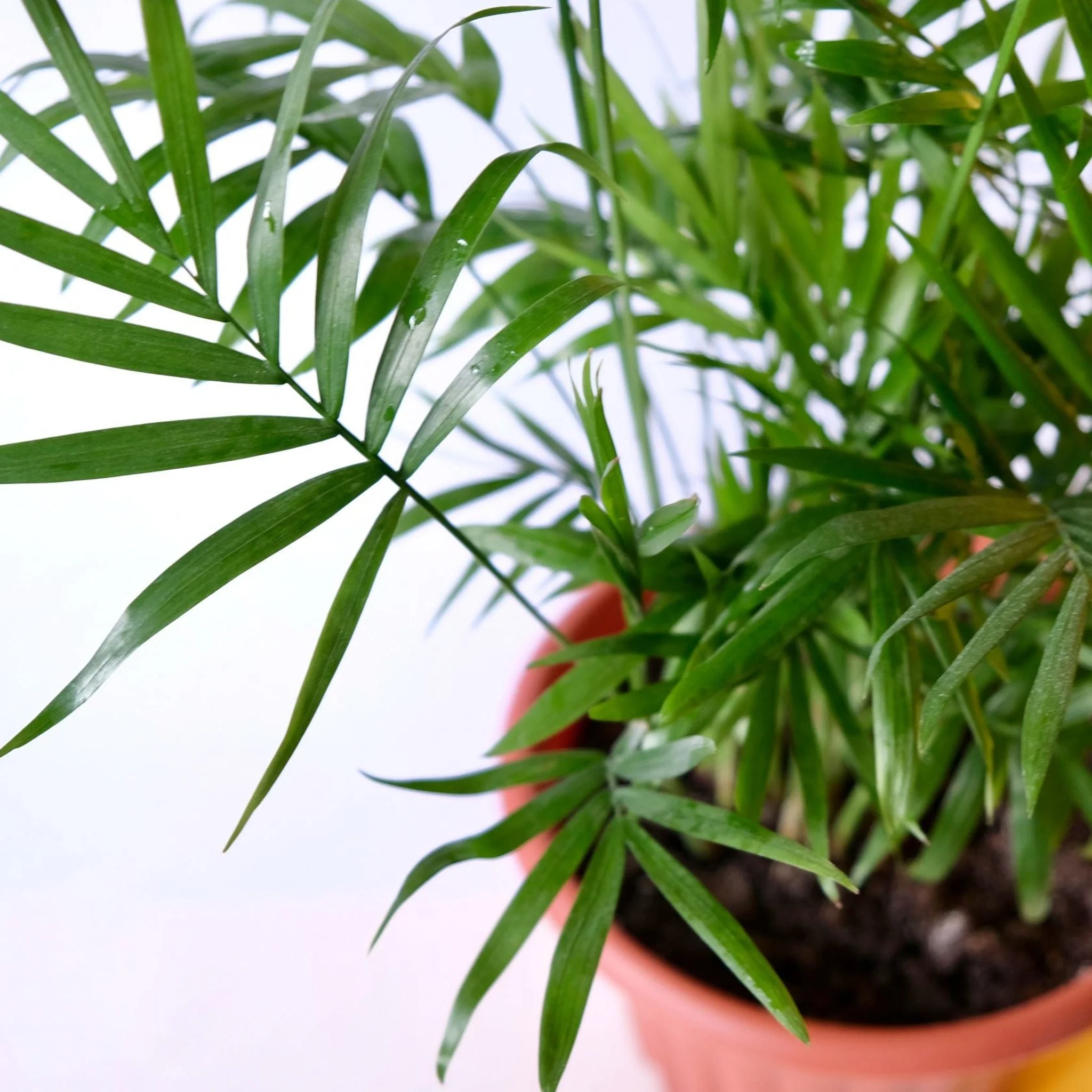 Parlour Palm 40-50cm - Image 3