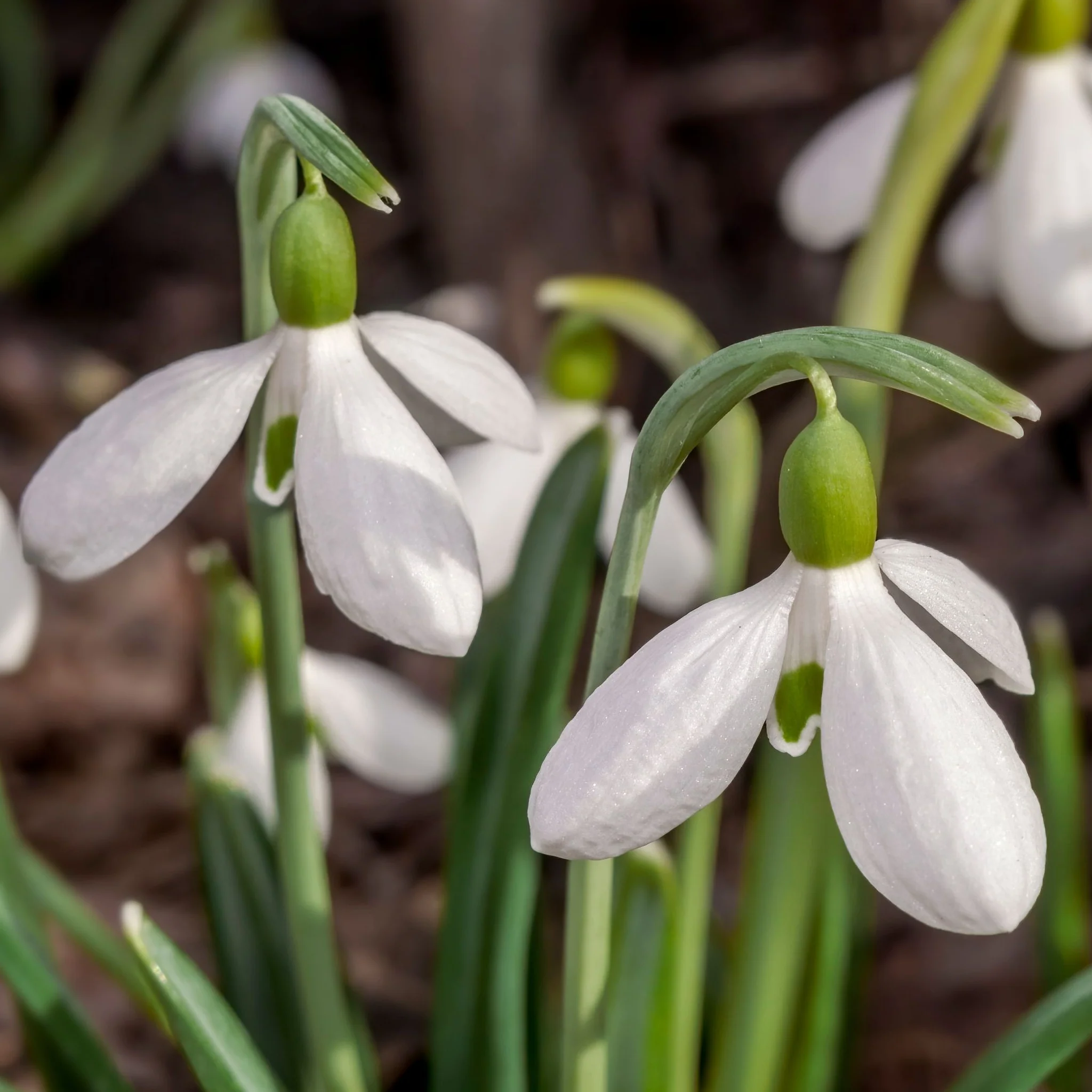 Snowdrops (8 Bulbs) - Image 3