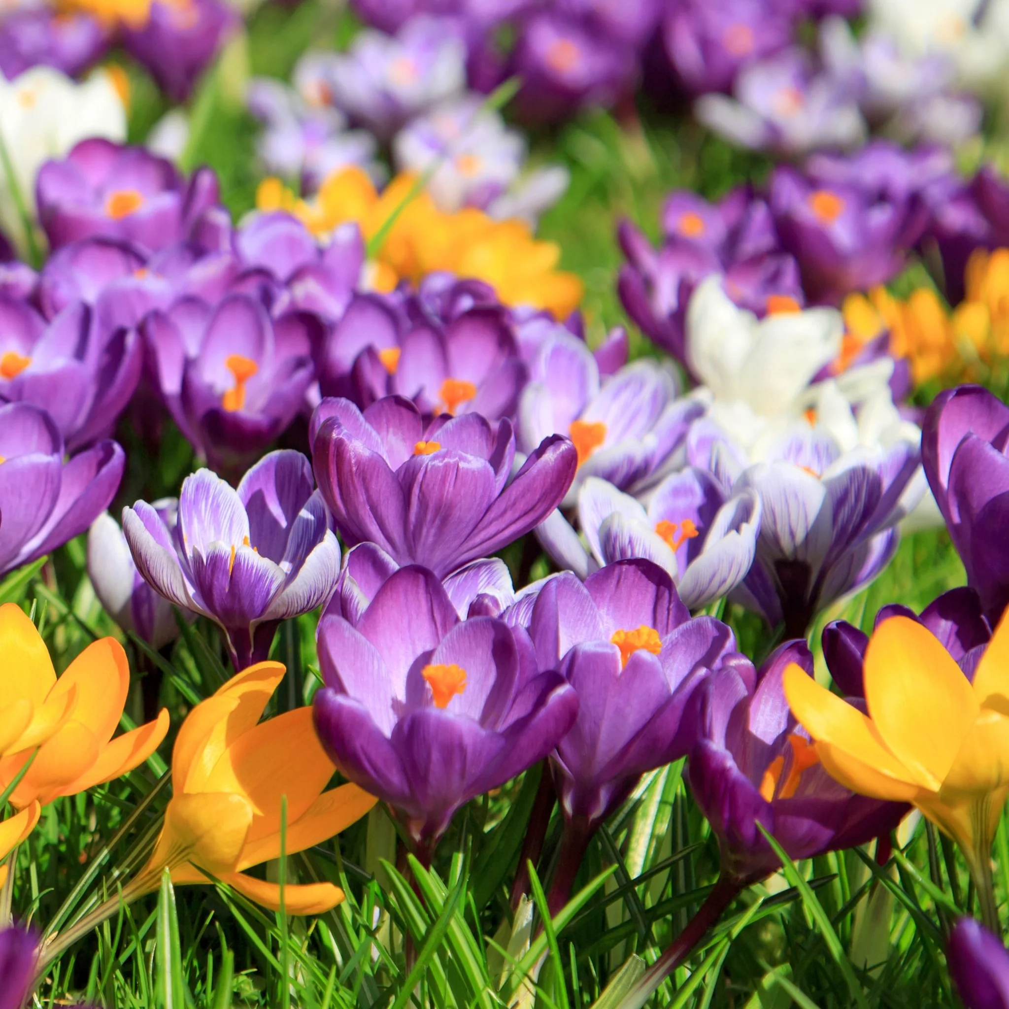 Specie Crocus Mixed (15 Bulbs) - Image 2