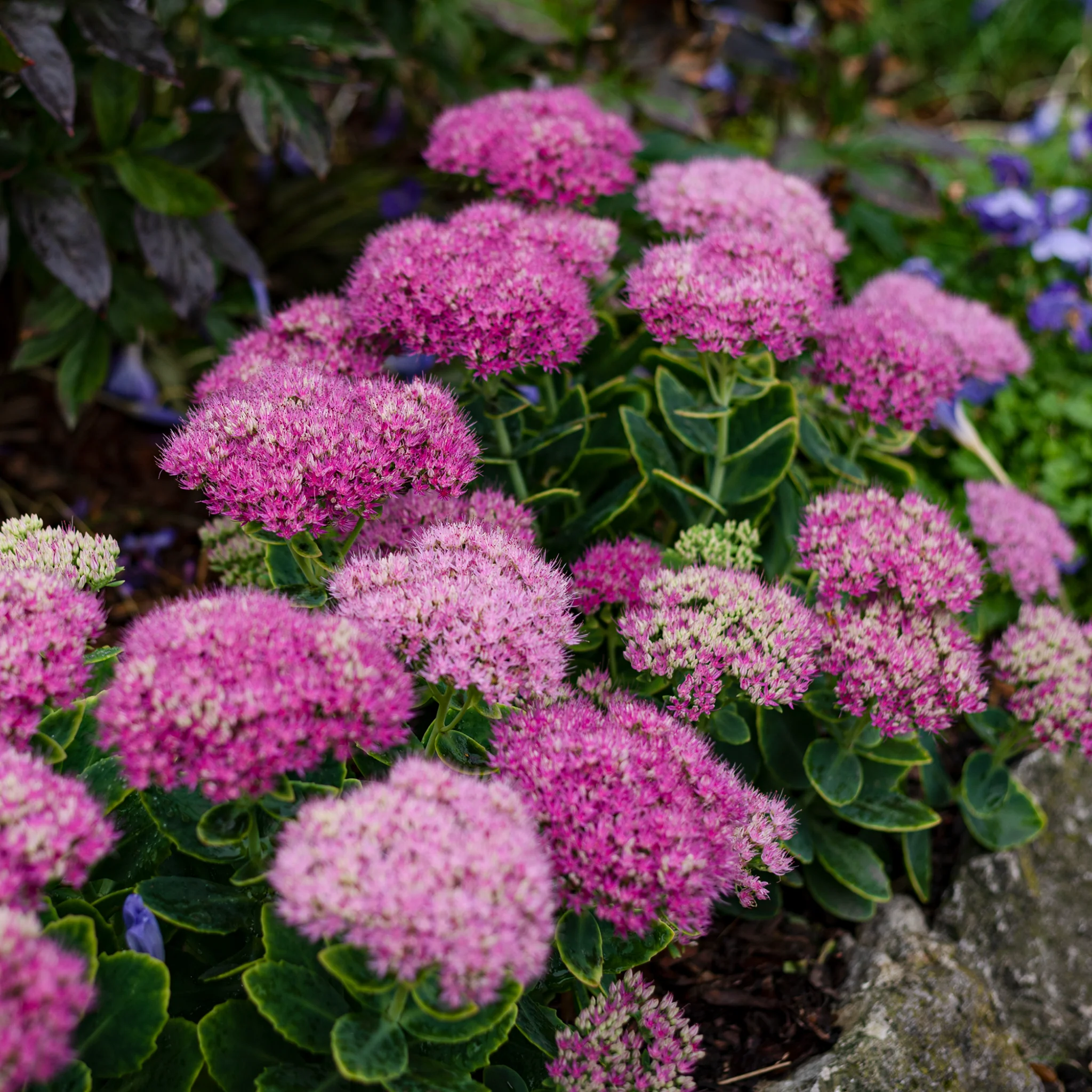 Spiraea japonica 'Little Princess' 9cm / 2L - Image 2