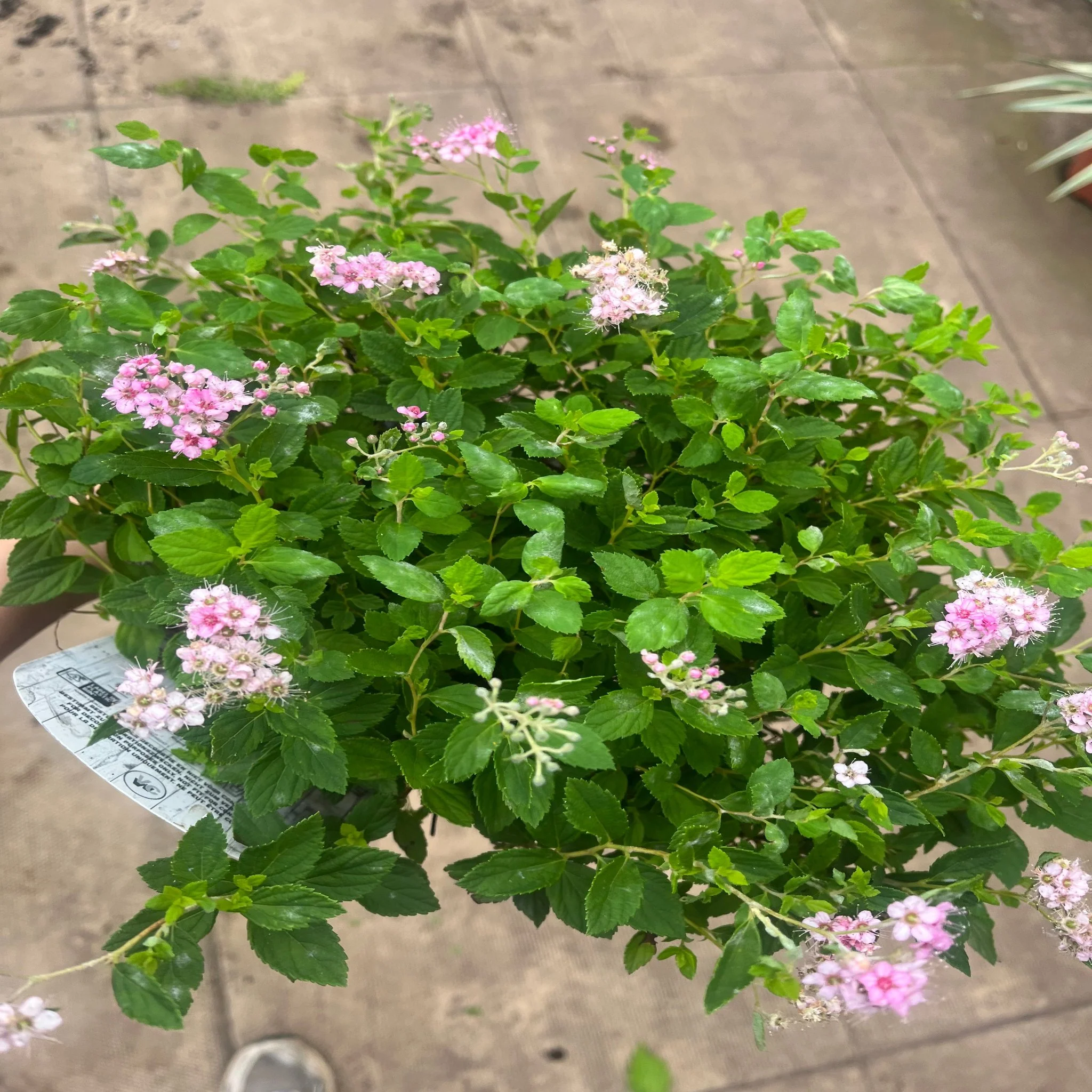 Spiraea japonica 'Little Princess' 9cm / 2L - Image 3