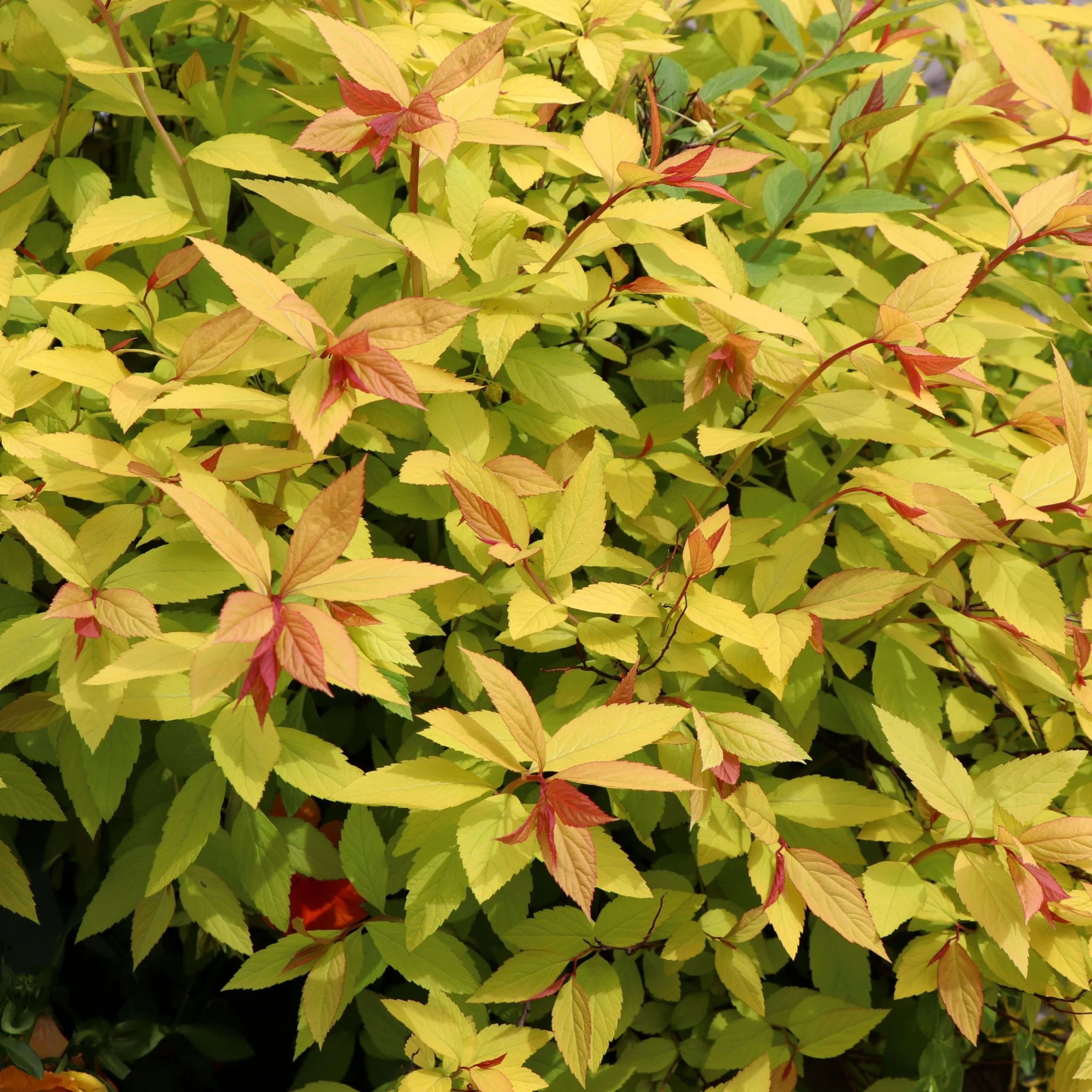 Spiraea japonica 'Golden Princess' 9cm / 1L / 2L