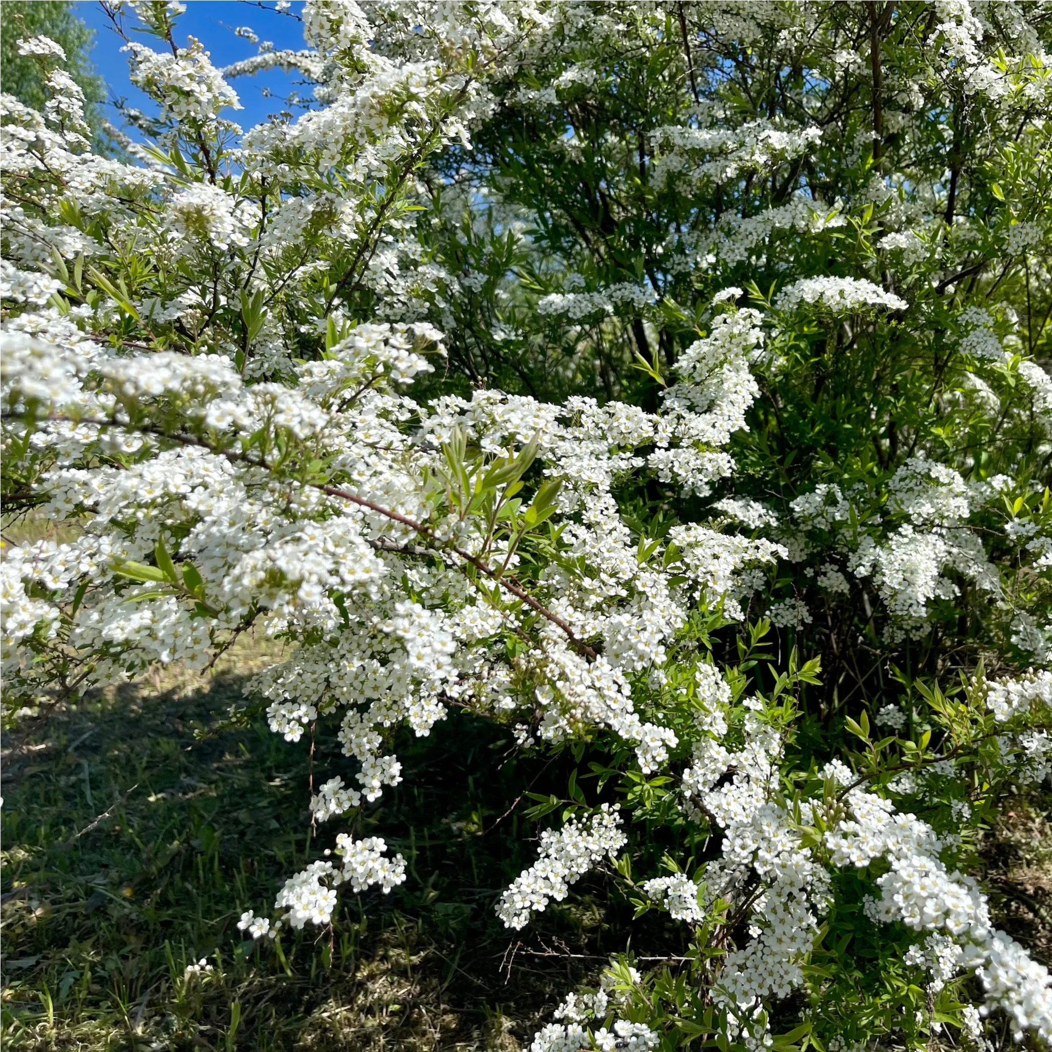 Spiraea japonica 'Snowmound' 9cm / 1L - Image 2