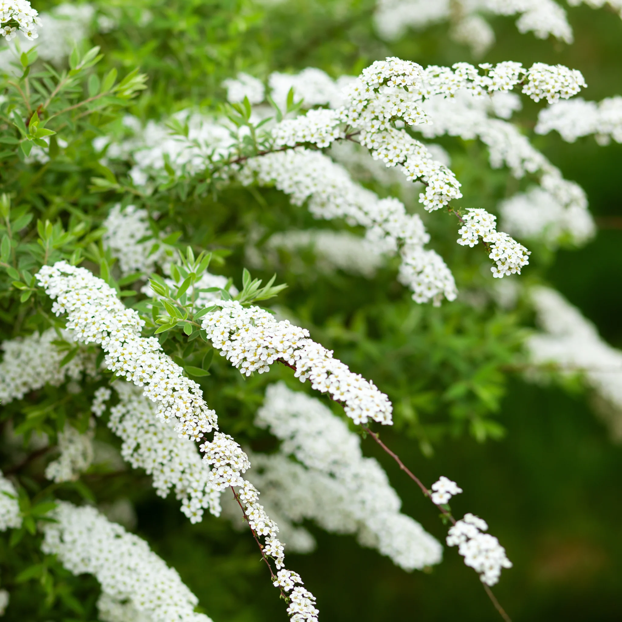 Spiraea x cinerea 'Grefsheim' 5L - Image 2