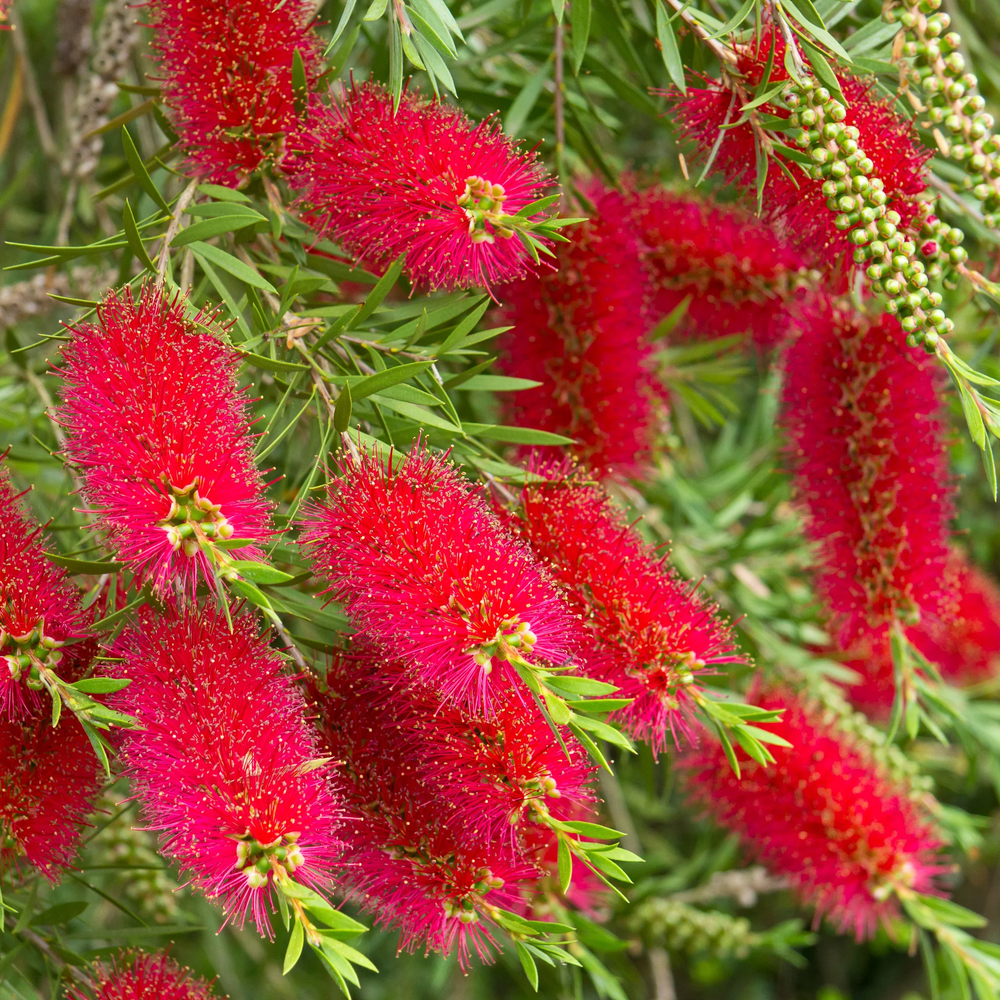 Standard Callistemon 'Kingpark' (Bottle Brush) 4L (90-100cm) - Image 2
