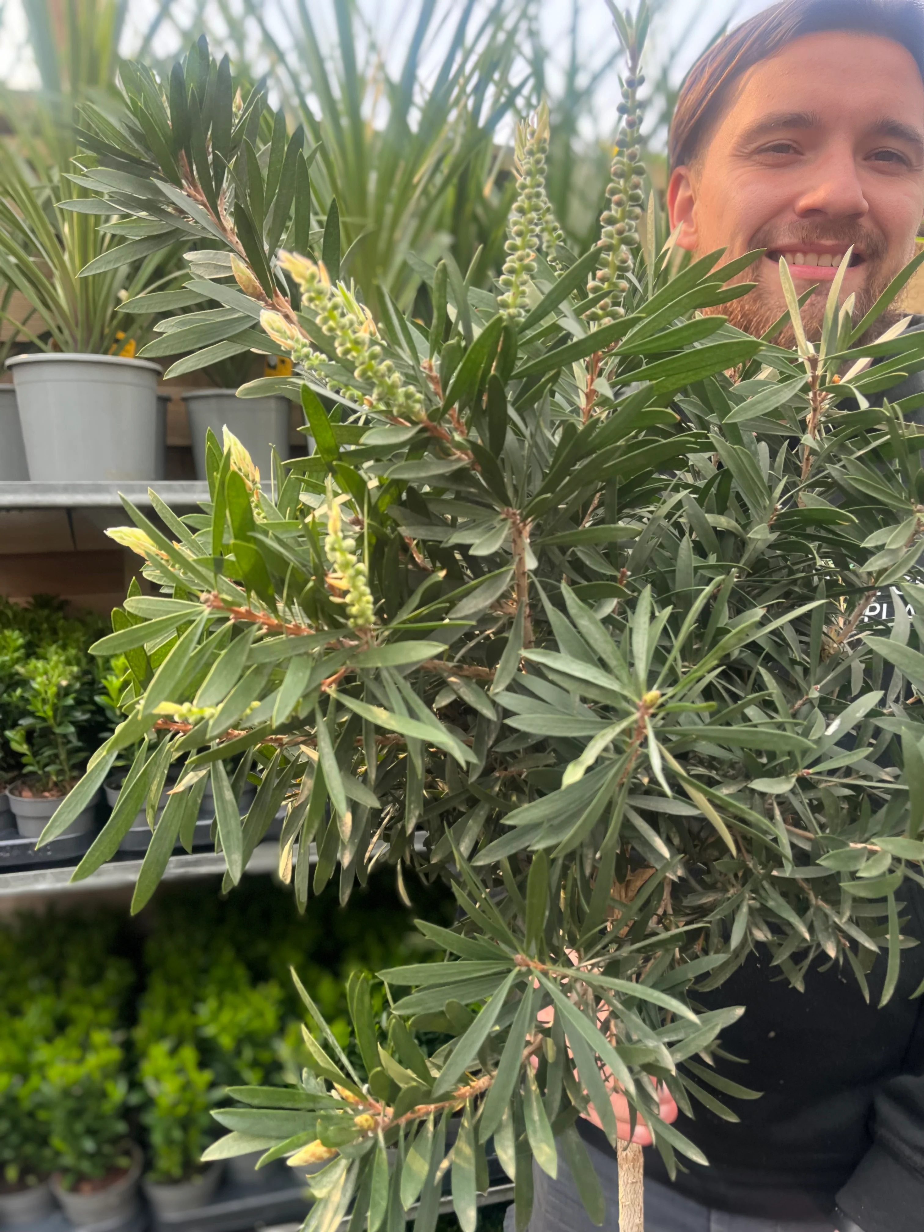 Standard Callistemon 'Kingpark' (Bottle Brush) 4L (90-100cm) - Image 6