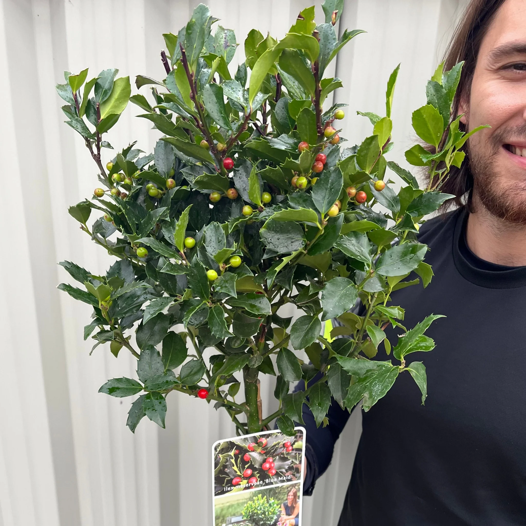 Standard Holly Tree | Ilex meserveae 'Blue Maid' | 50-60cm, 80-90cm - Image 3