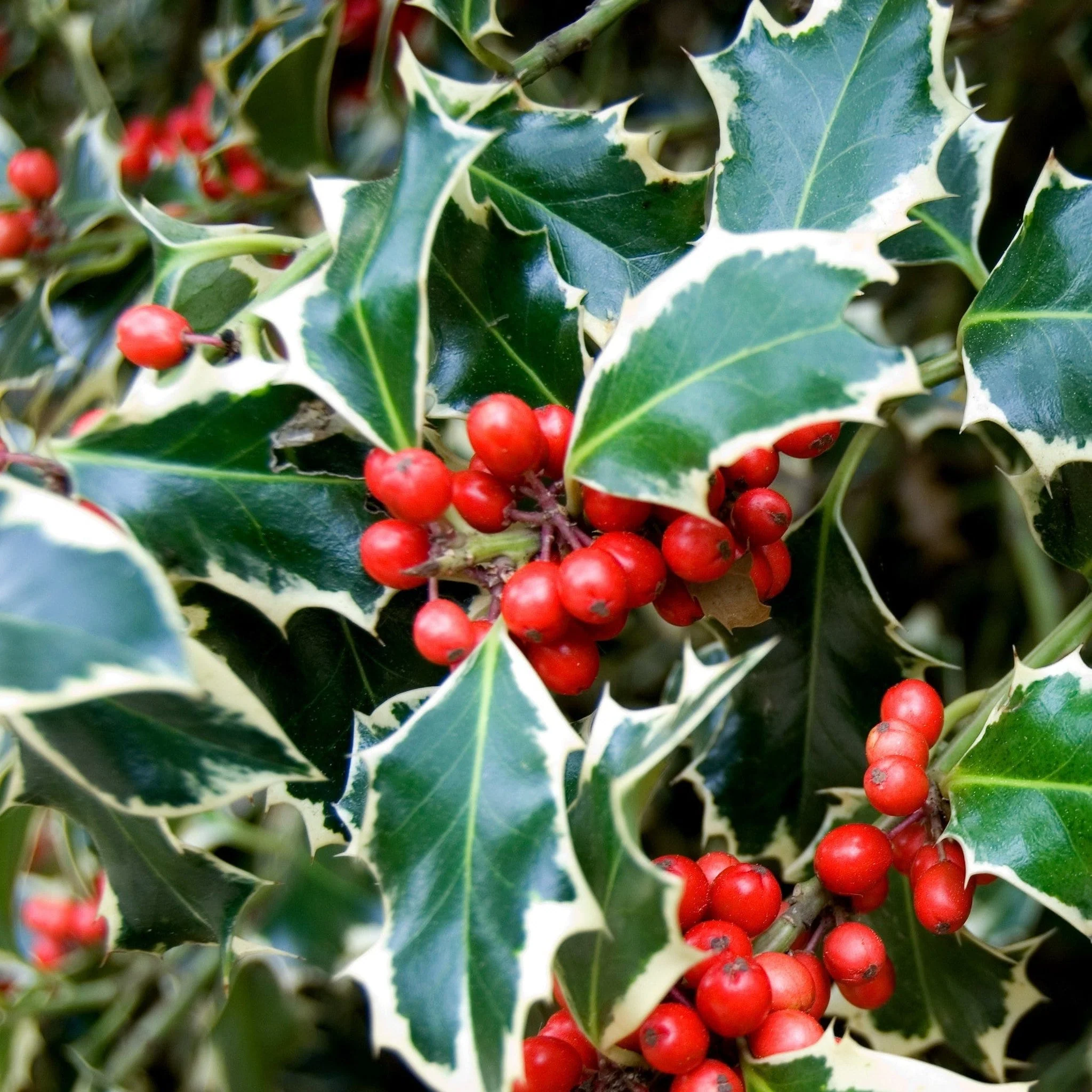 Standard Holly Tree | Ilex aquifolium 'Argentea Marginata' | 50-60cm, 80-90cm - Image 3