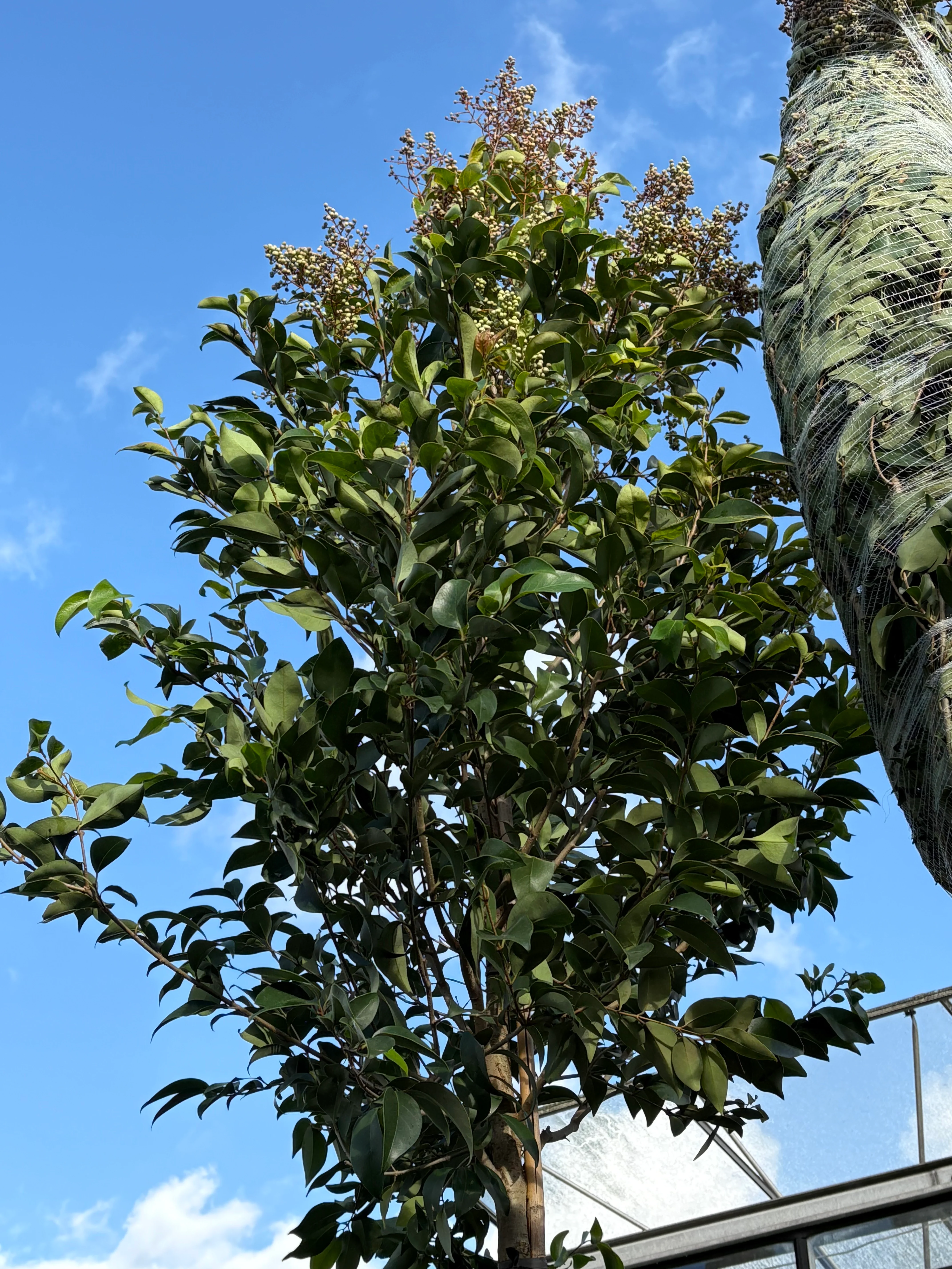 Standard Ligustrum japonicum 1.8m Thick Stem, Bushy XL Head (3m Overall Height) 60L - Image 2
