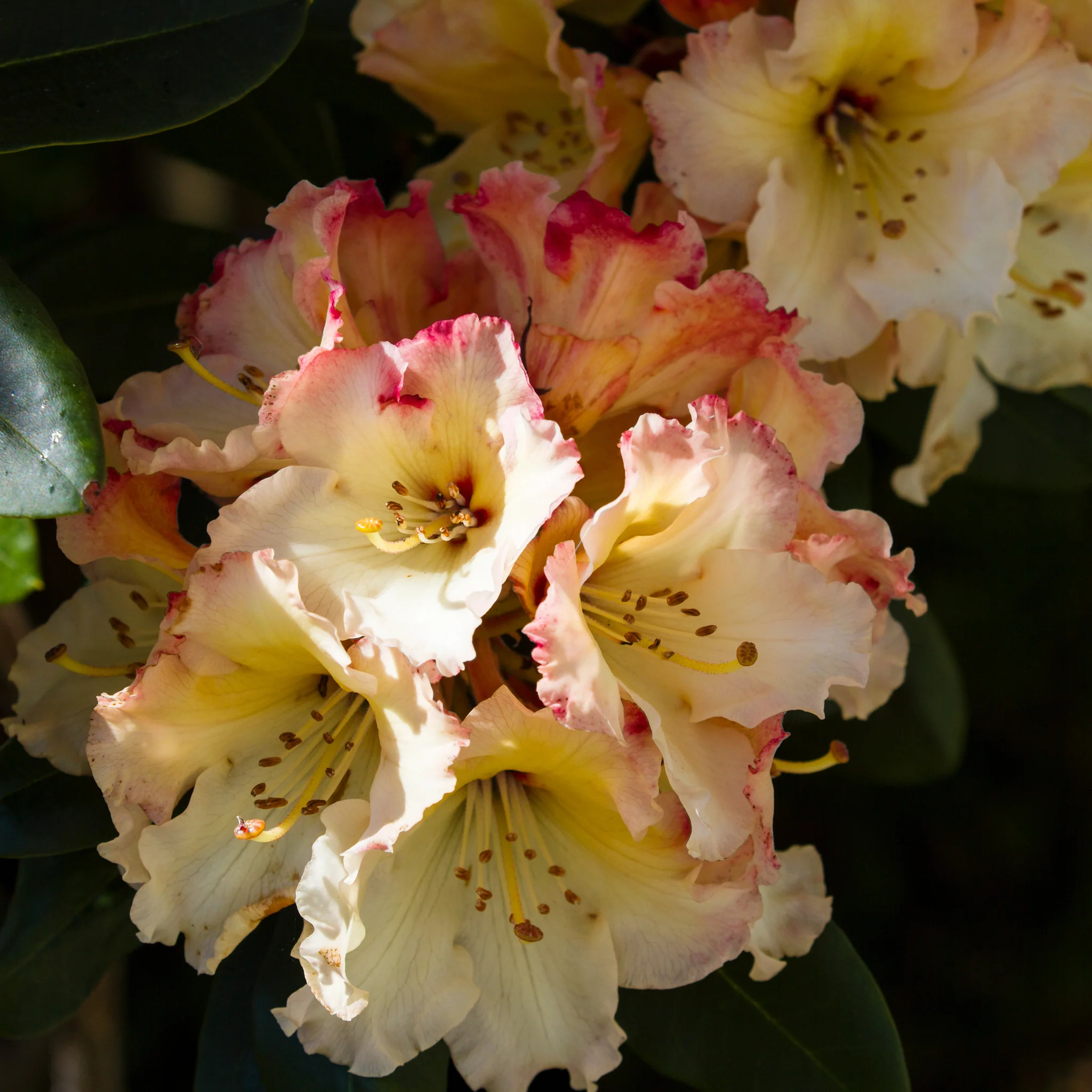 Standard Rhododendron 'Horizon Monarch' (Yellow) 80cm - Image 2