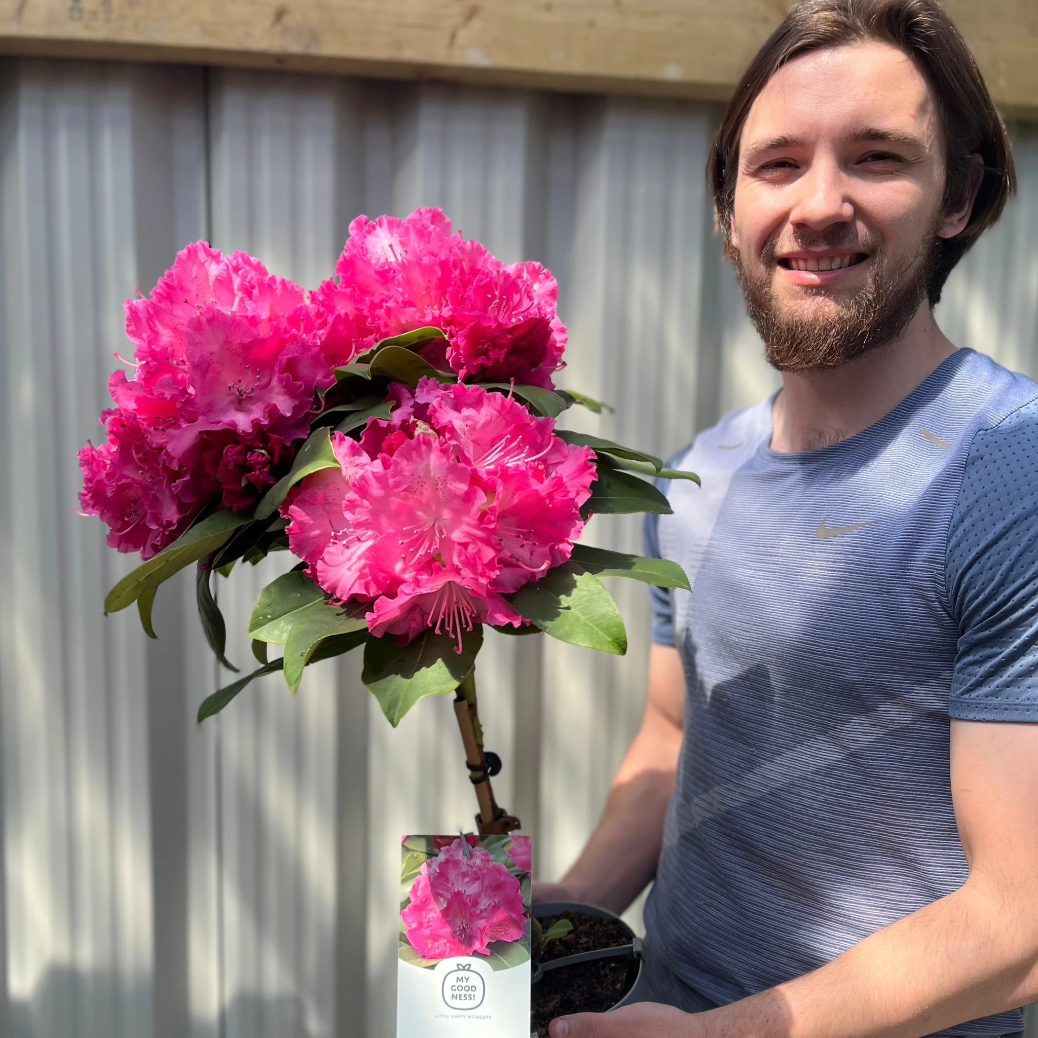 Standard Rhododendron 'Germania' (Pink) 80cm - Image 2