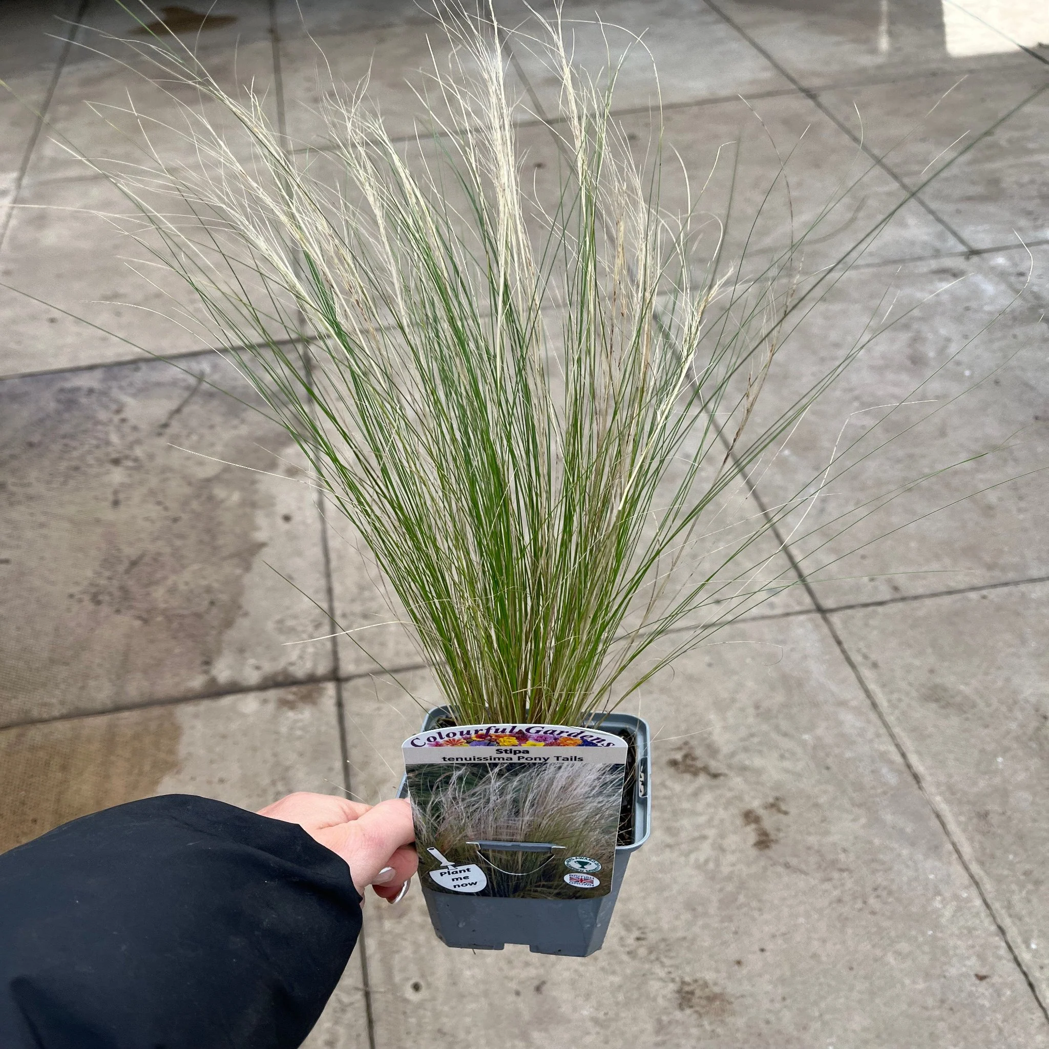 Stipa tenuissima 'Ponytails' 9cm/3L - Image 3