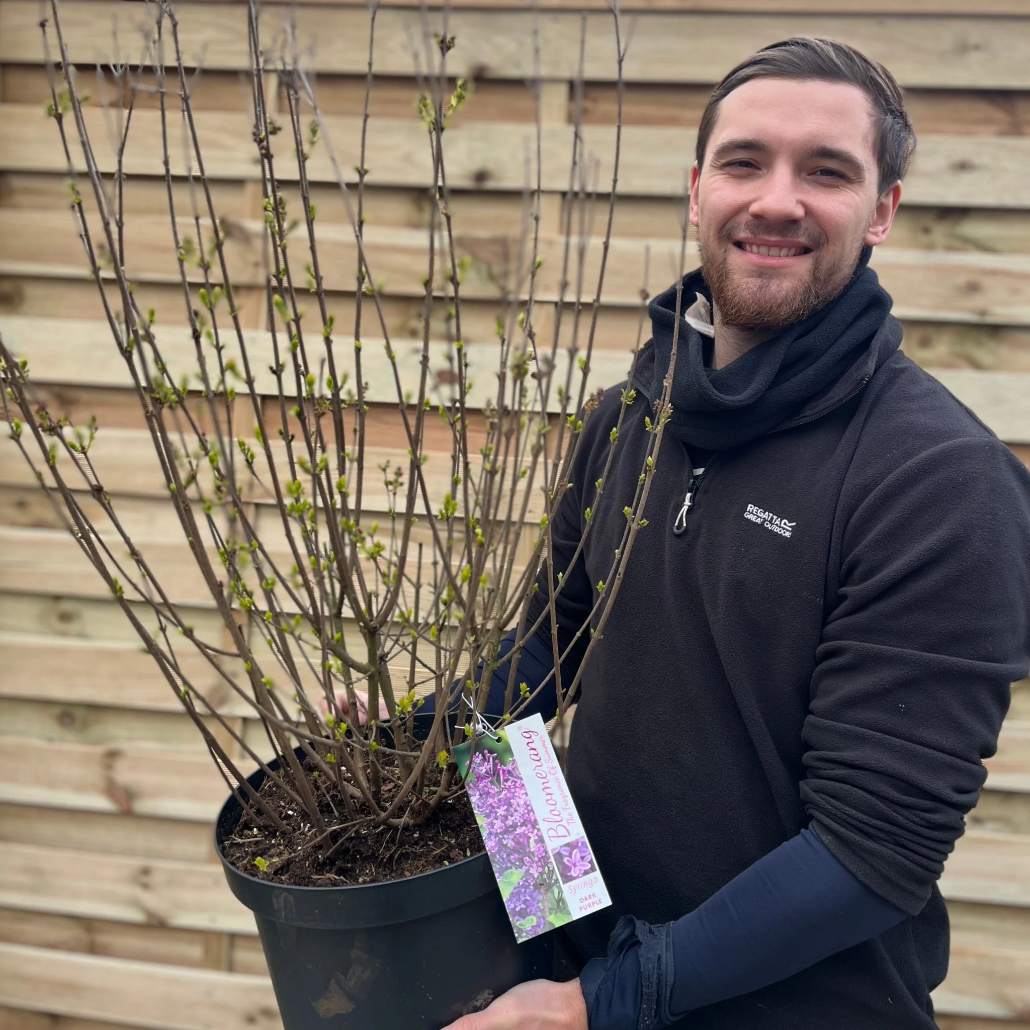 Syringa Bloomerang Purple (Reblooming Lilac) 3L/7.5L - Image 3