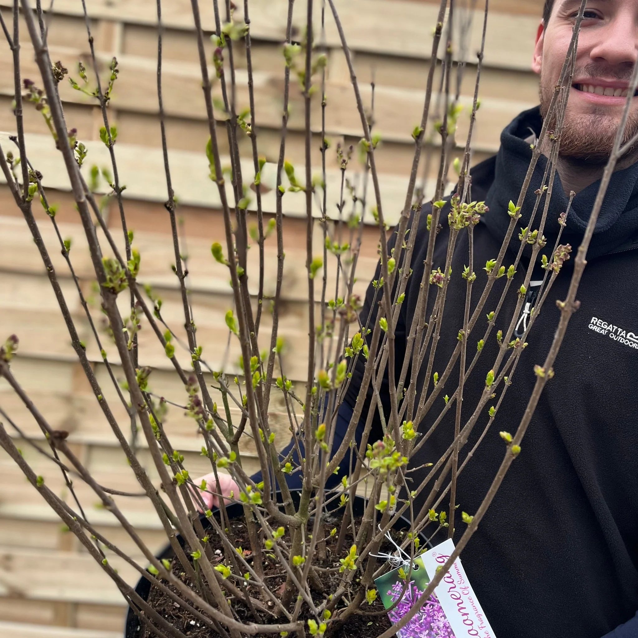 Syringa Bloomerang Purple (Reblooming Lilac) 3L/7.5L - Image 4