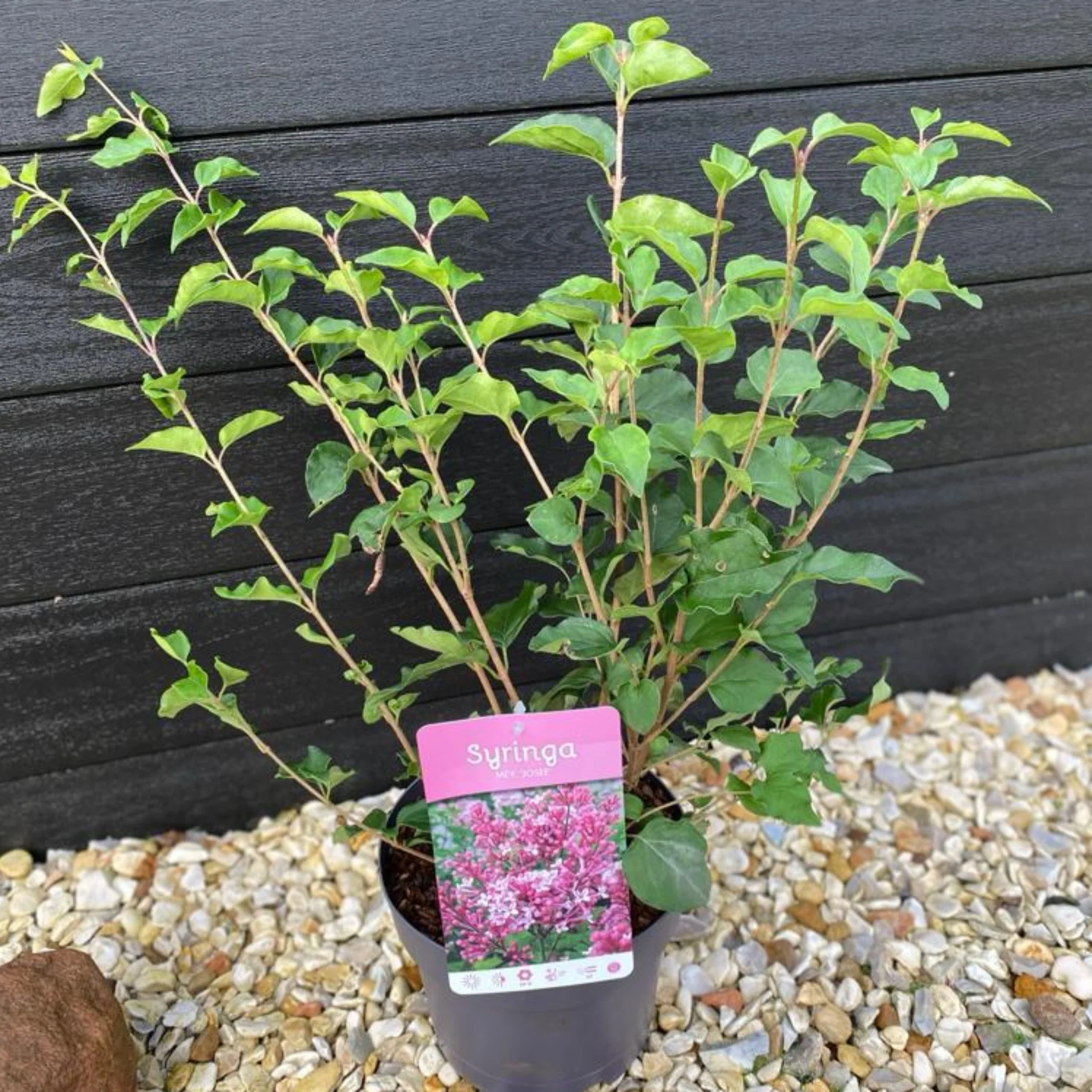 Syringa 'Josee' (Reblooming Lilac) 4L - Image 2