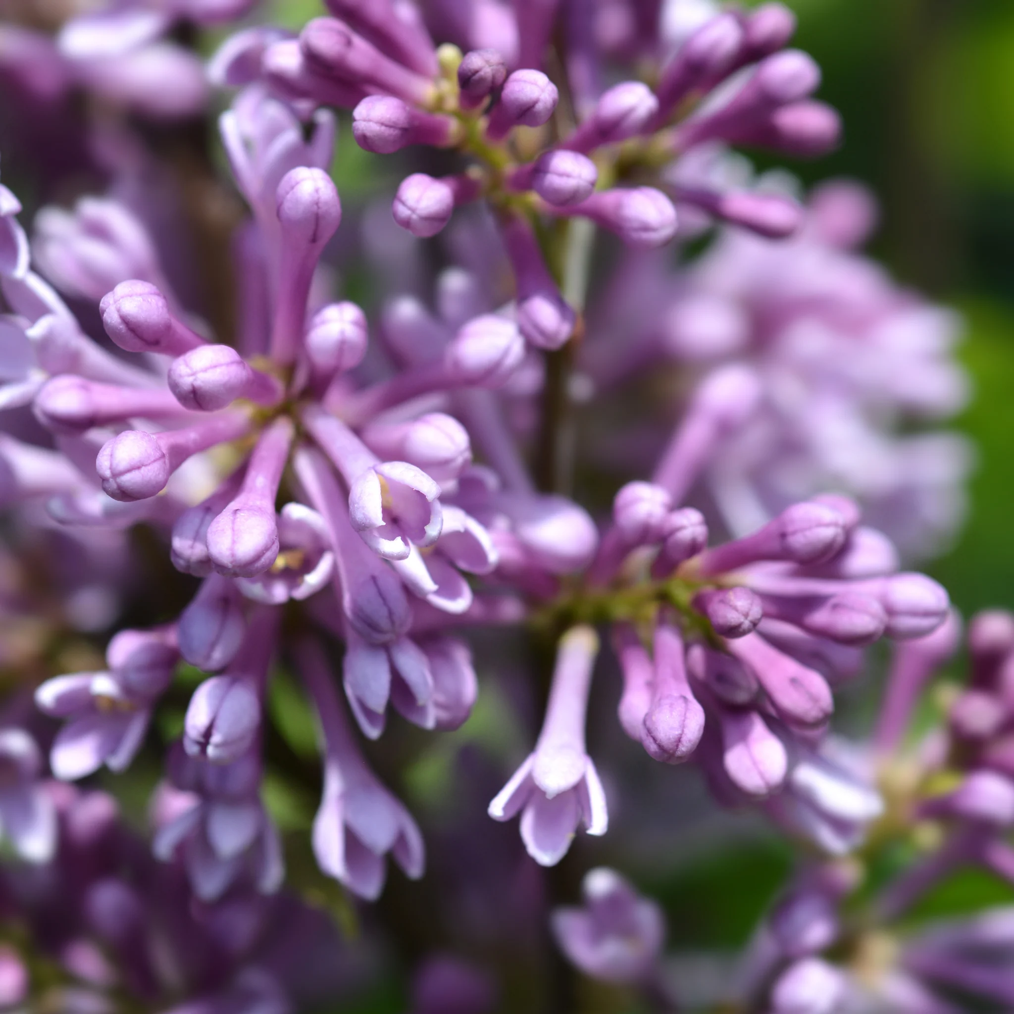 Syringa 'Minuet' (Lilac) 5L - Image 2