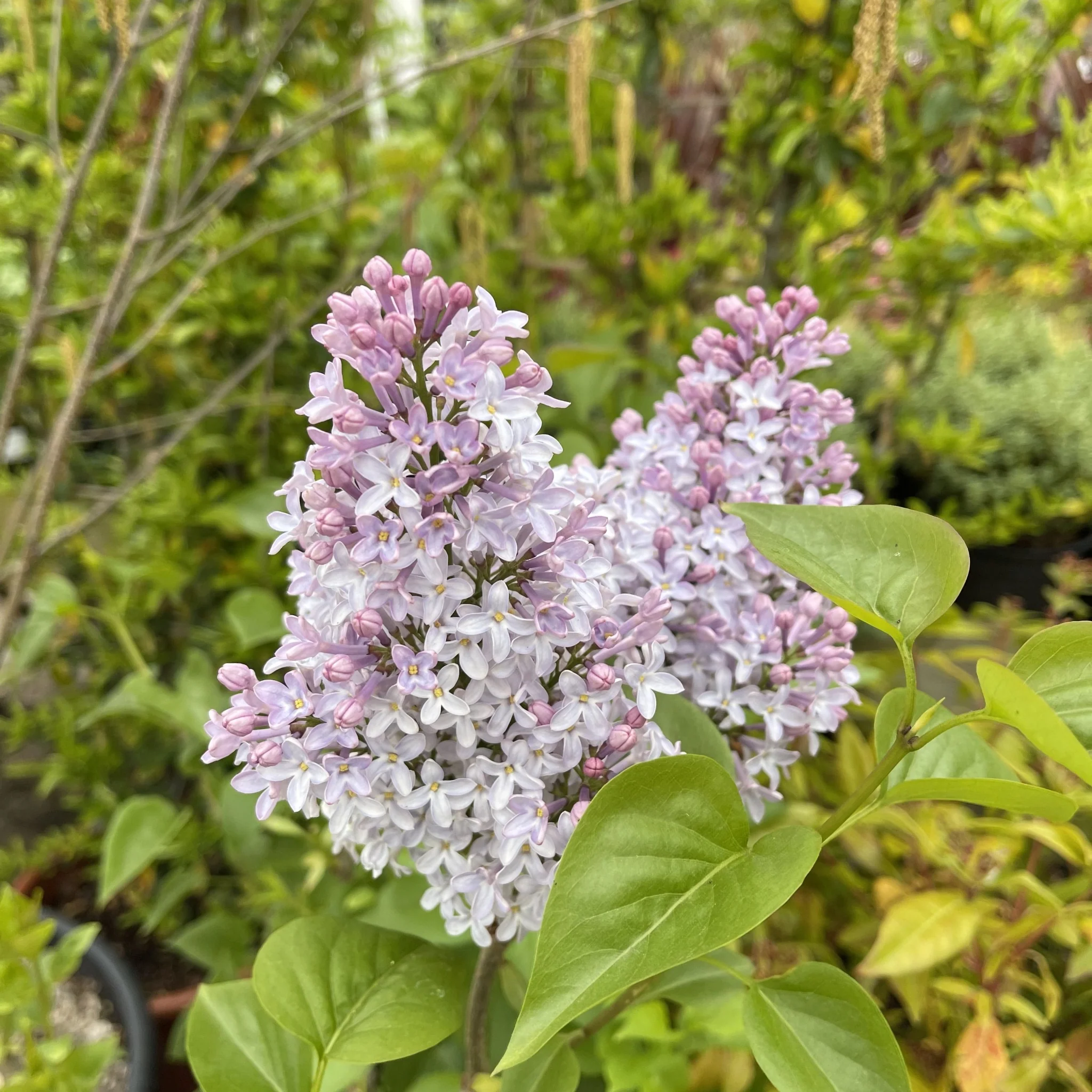 Syringa vulgaris 'Michel Buchner' 2L - Image 2
