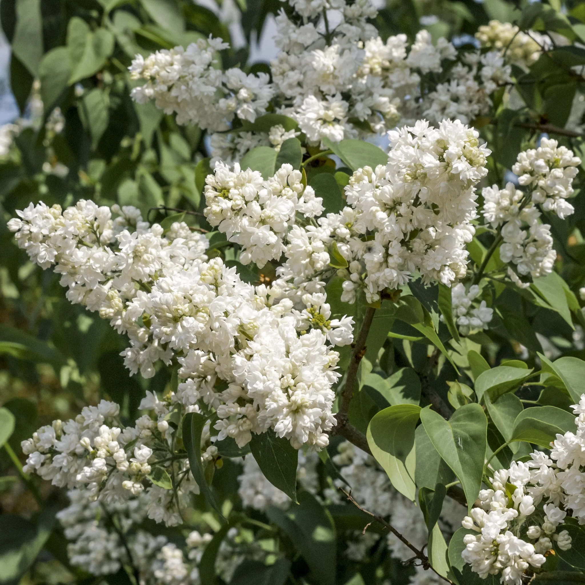 Syringa vulgaris 'Madame Lemoine' (Common Lilac) 2L - Image 2
