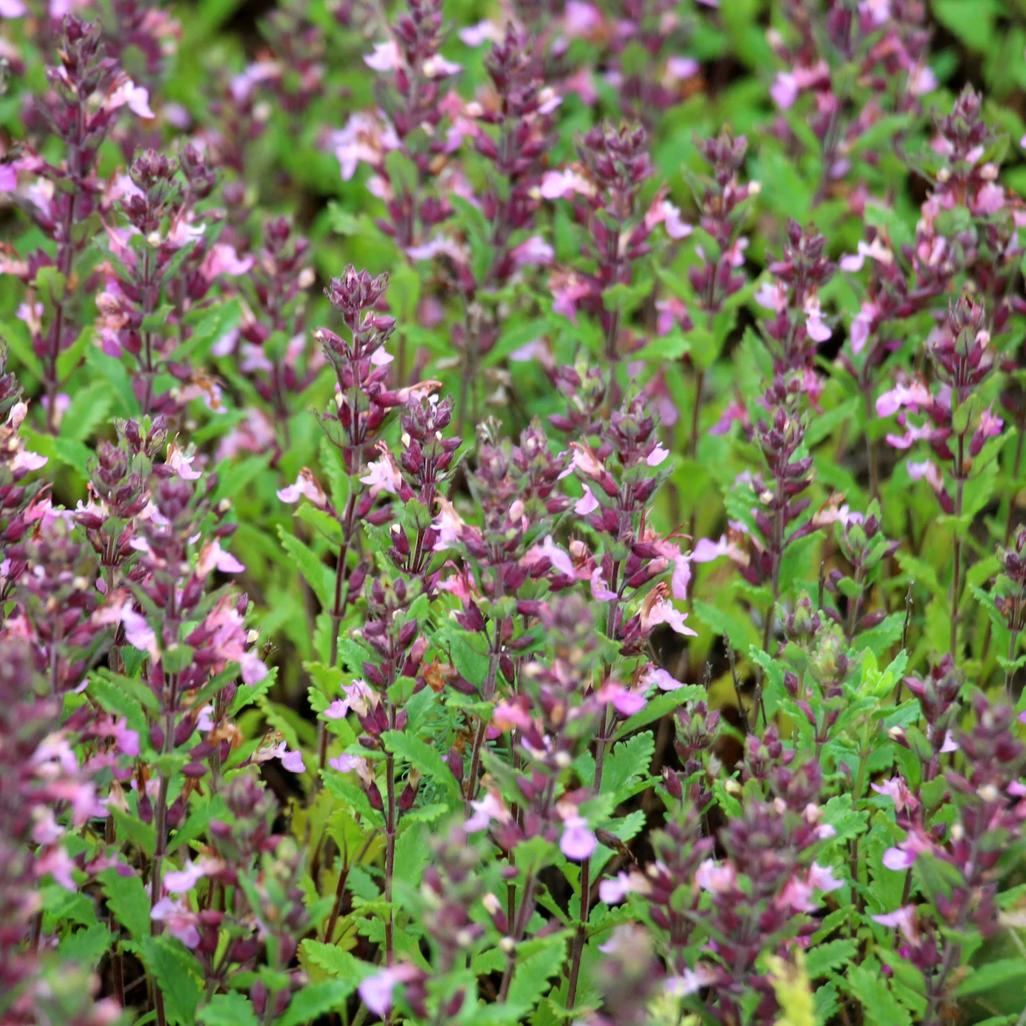 Teucrium x Lucidrys 9cm