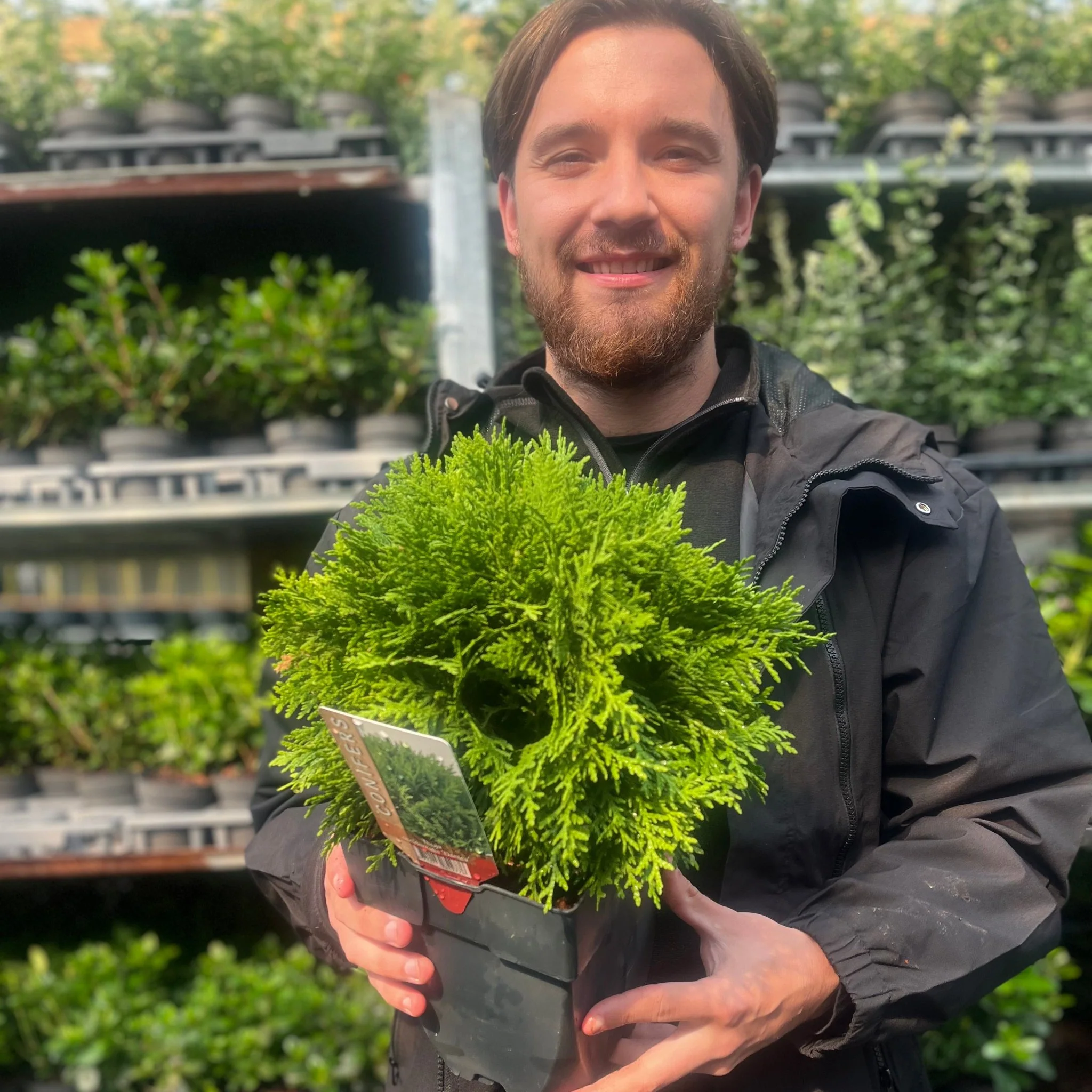 Thuja occidentalis 'Danica' 2L / 3L / 10L - Image 3