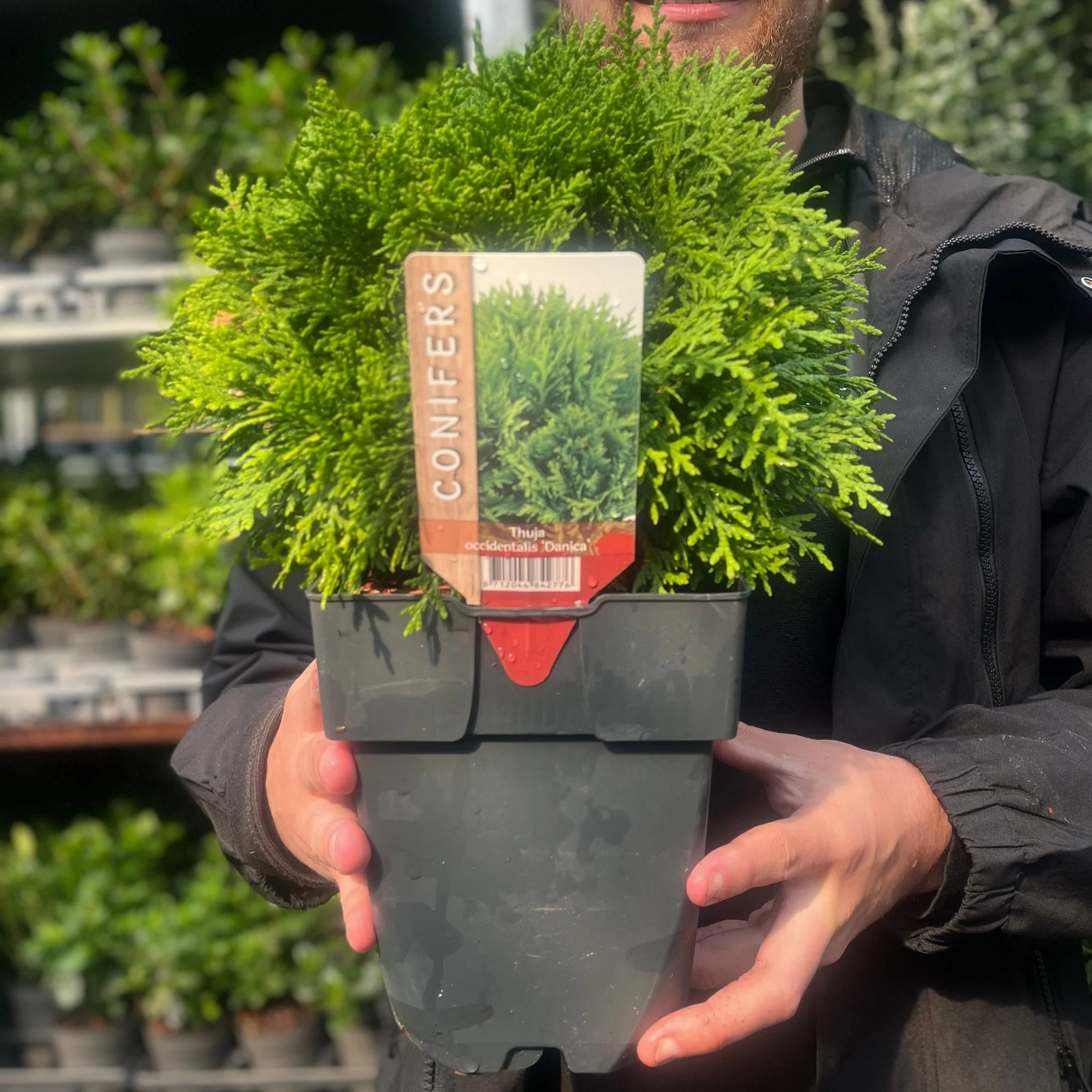Thuja occidentalis 'Danica' 2L / 3L / 10L - Image 4