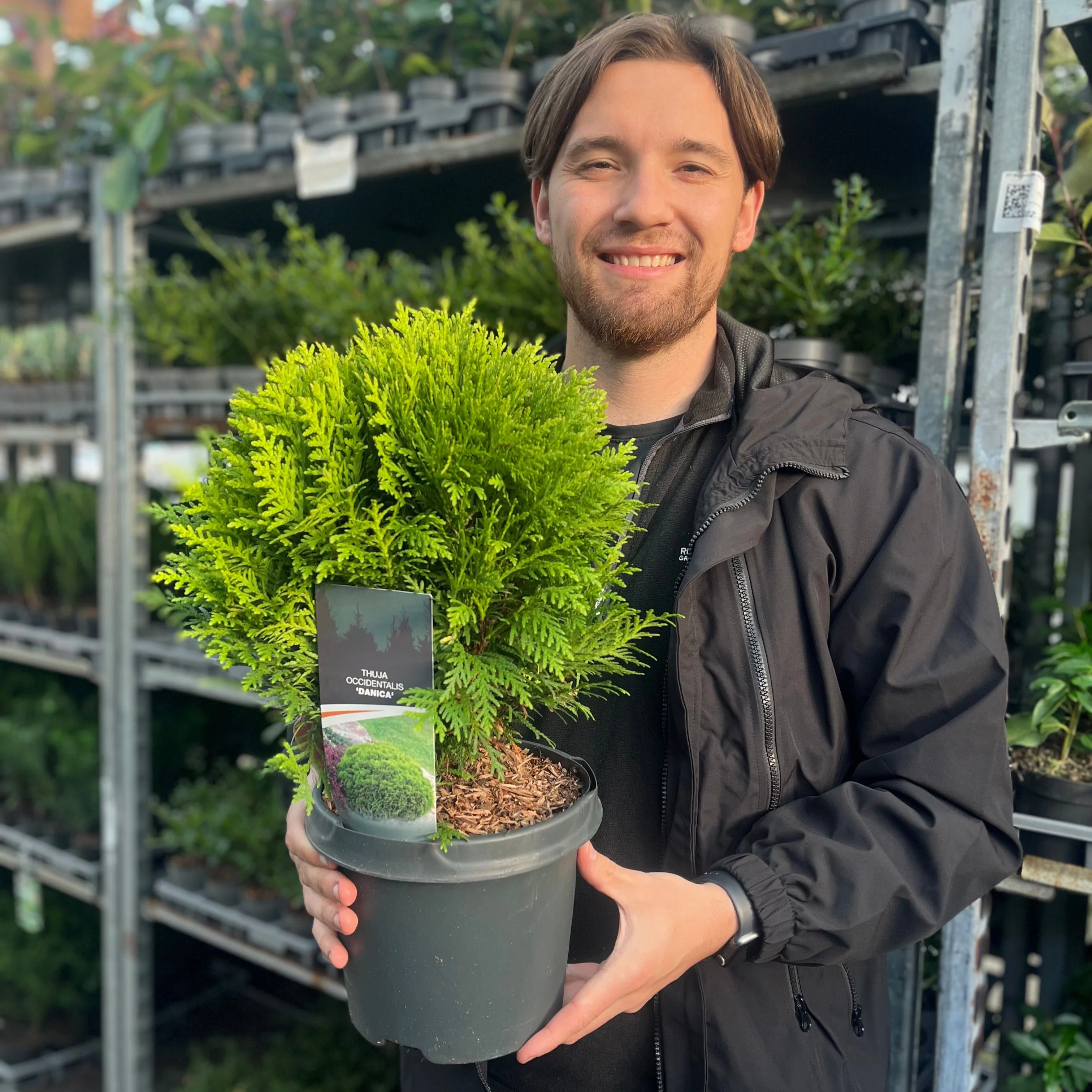 Thuja occidentalis 'Danica' 2L / 3L / 10L - Image 5