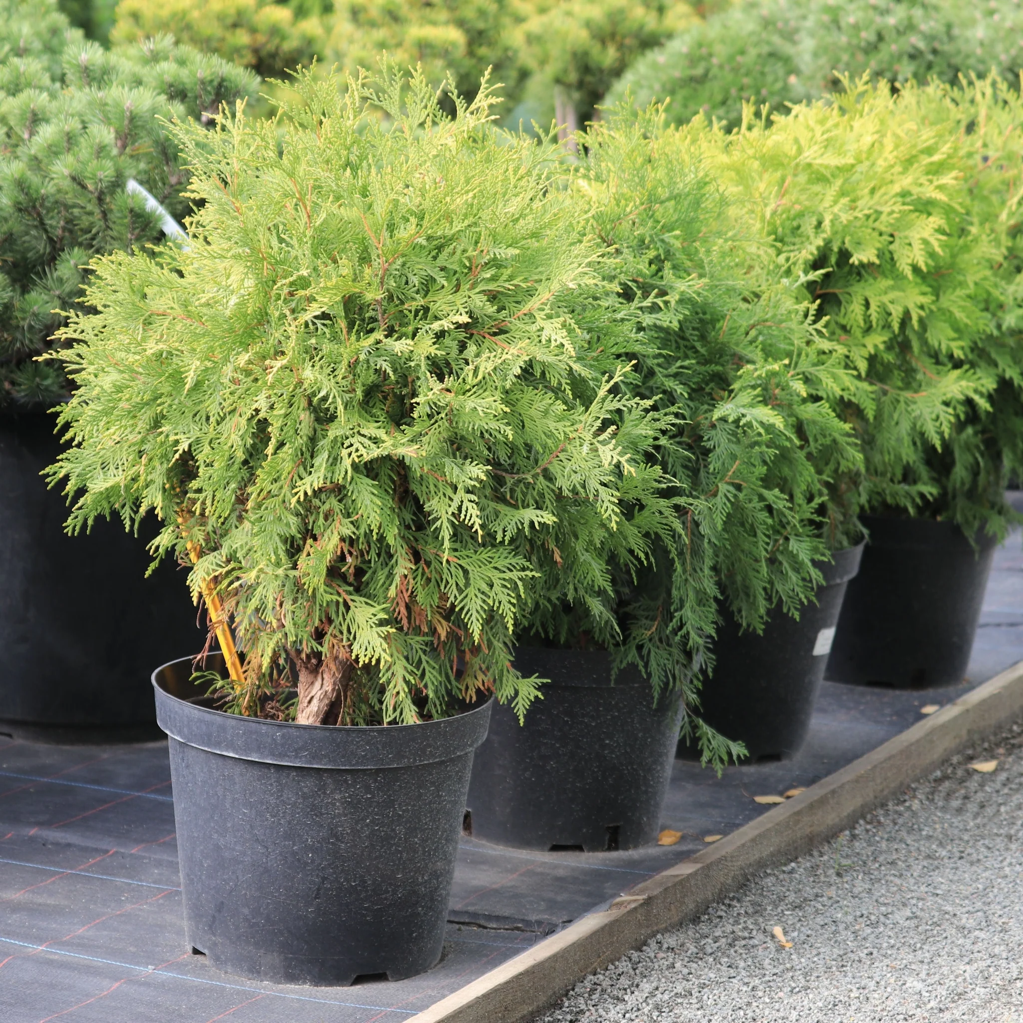 Thuja occidentalis 'Golden Globe' 9cm / 2L - Image 2