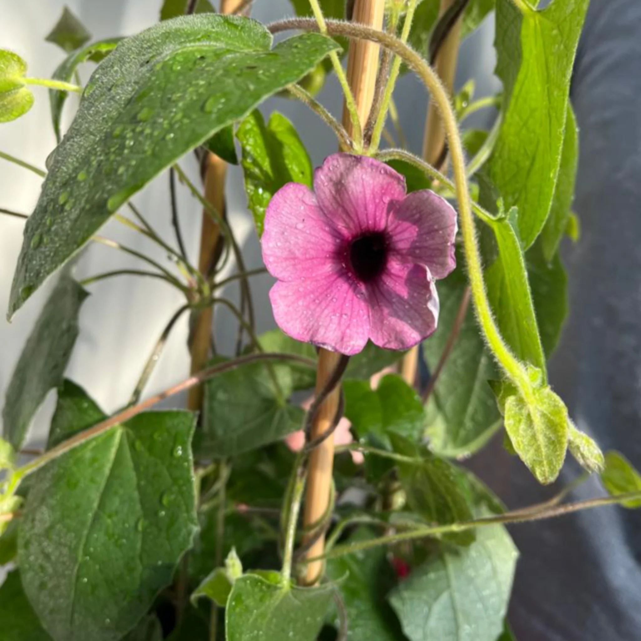Thunbergia alata Black Eyed Susie (Pink) - Image 2