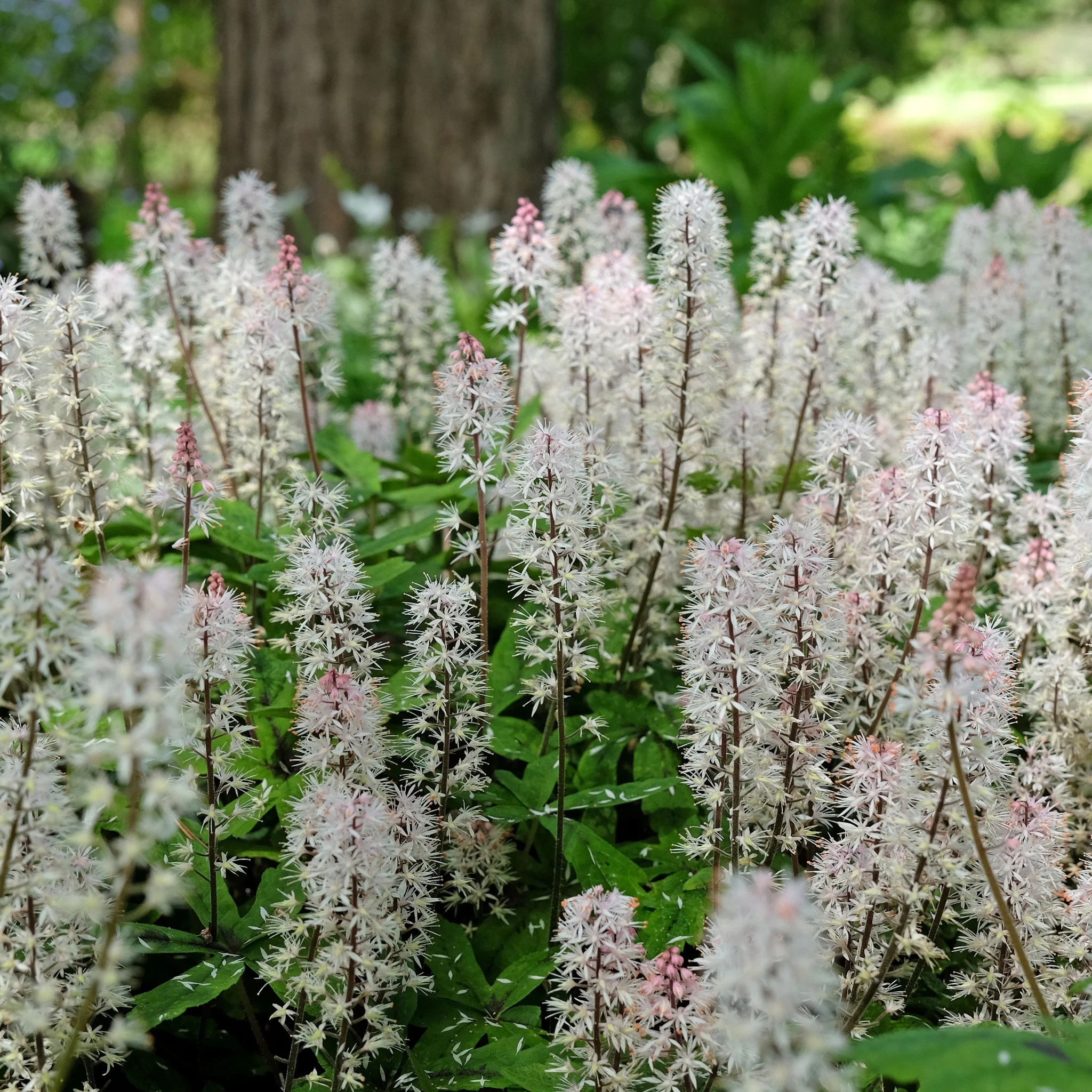 Tiarella 'Spring Symphony' 9cm / 2L - Image 2