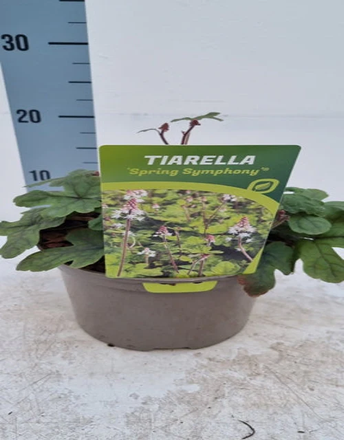 Tiarella 'Spring Symphony' 9cm / 2L - Image 3