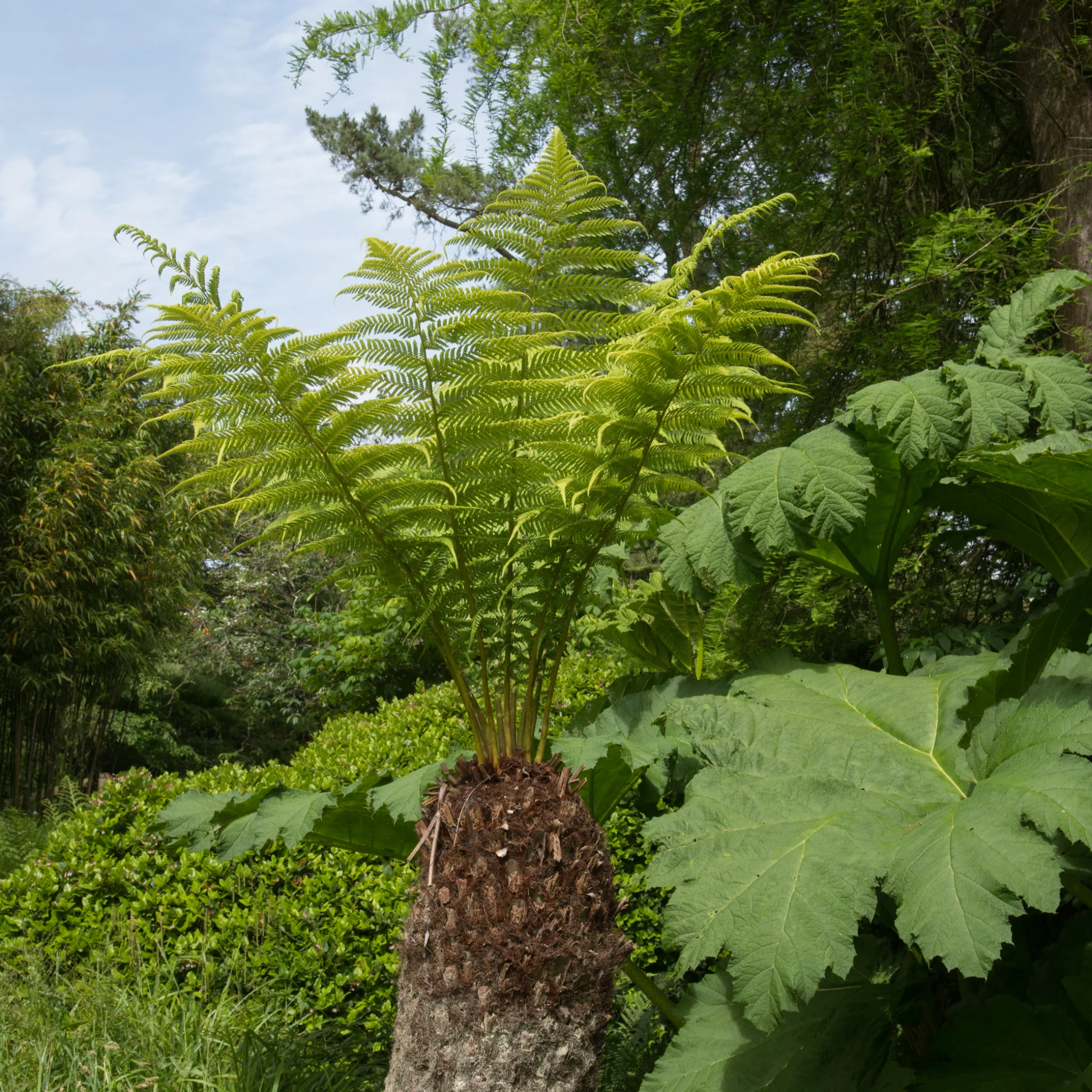 Dicksonia antarctica 'Tree Fern' 1/2/5L - Image 3
