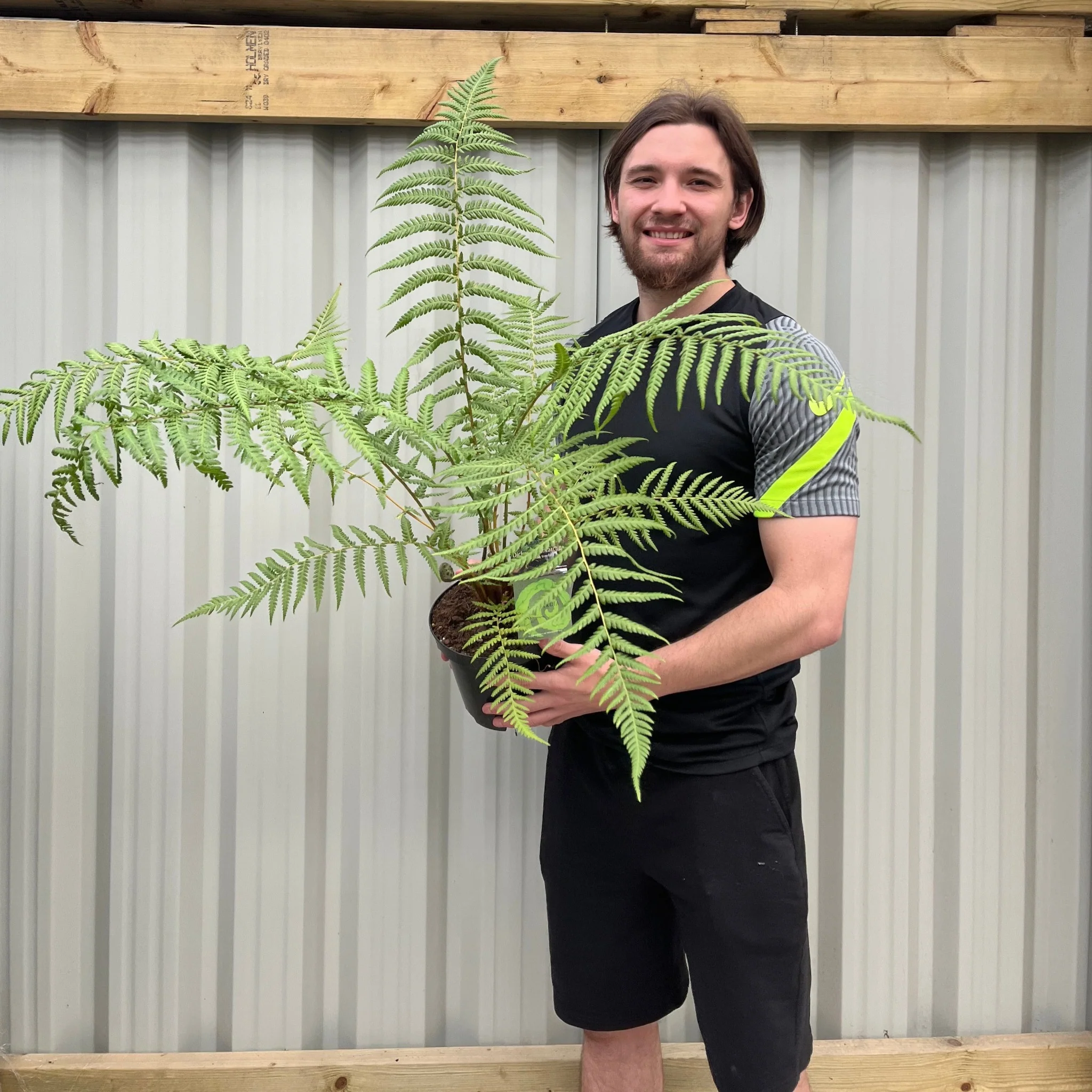 Dicksonia antarctica 'Tree Fern' 1/2/5L - Image 4