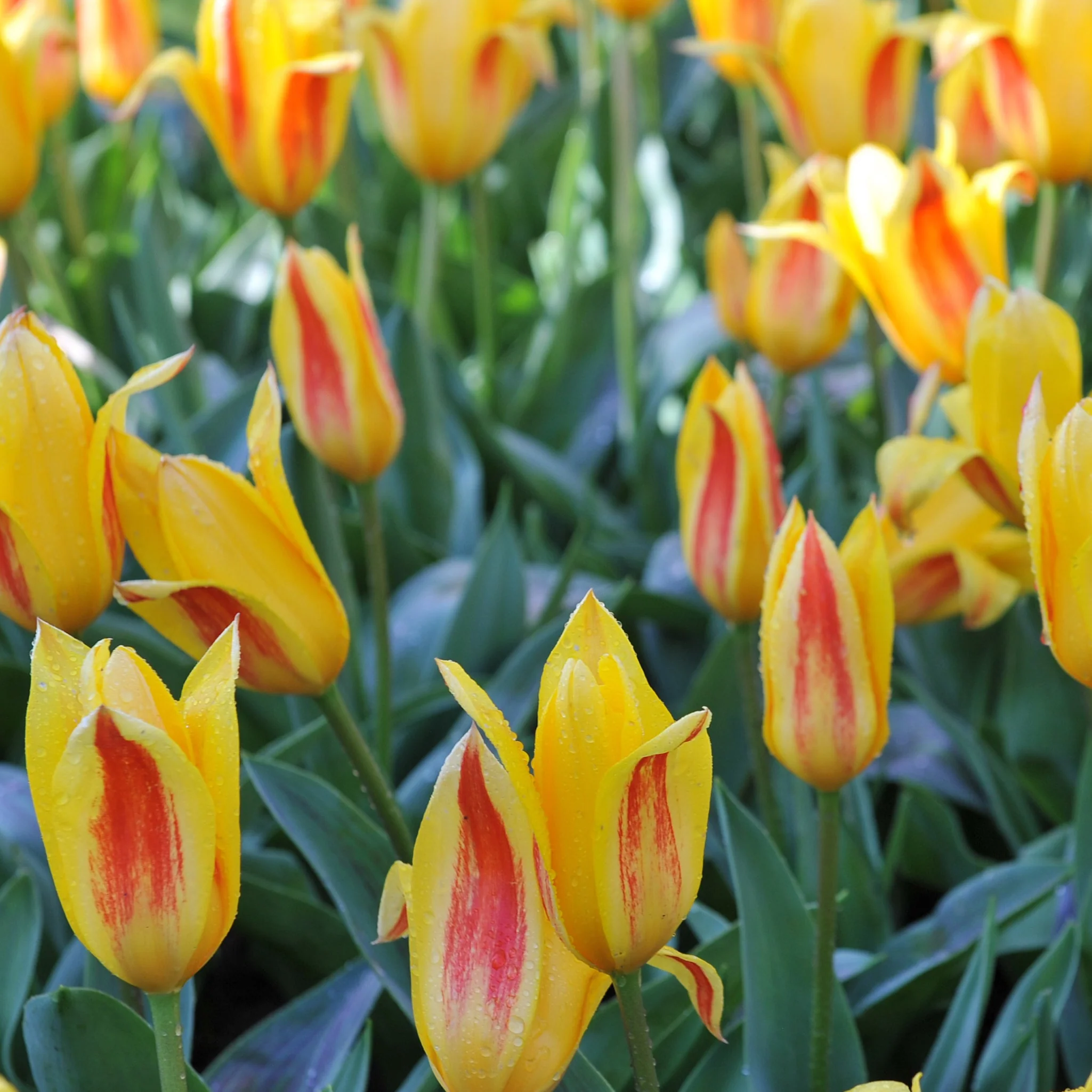 Tulip 'Giuseppe Verdi' (6 Bulbs) - Image 2