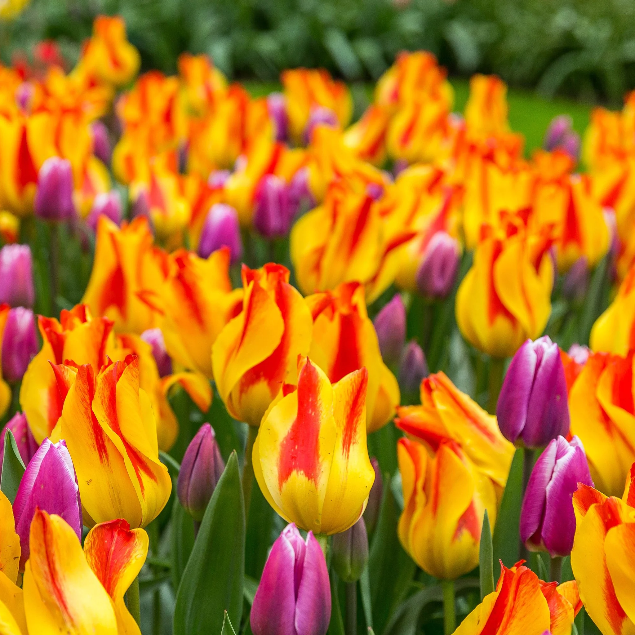 Tulip 'Giuseppe Verdi' (6 Bulbs) - Image 3