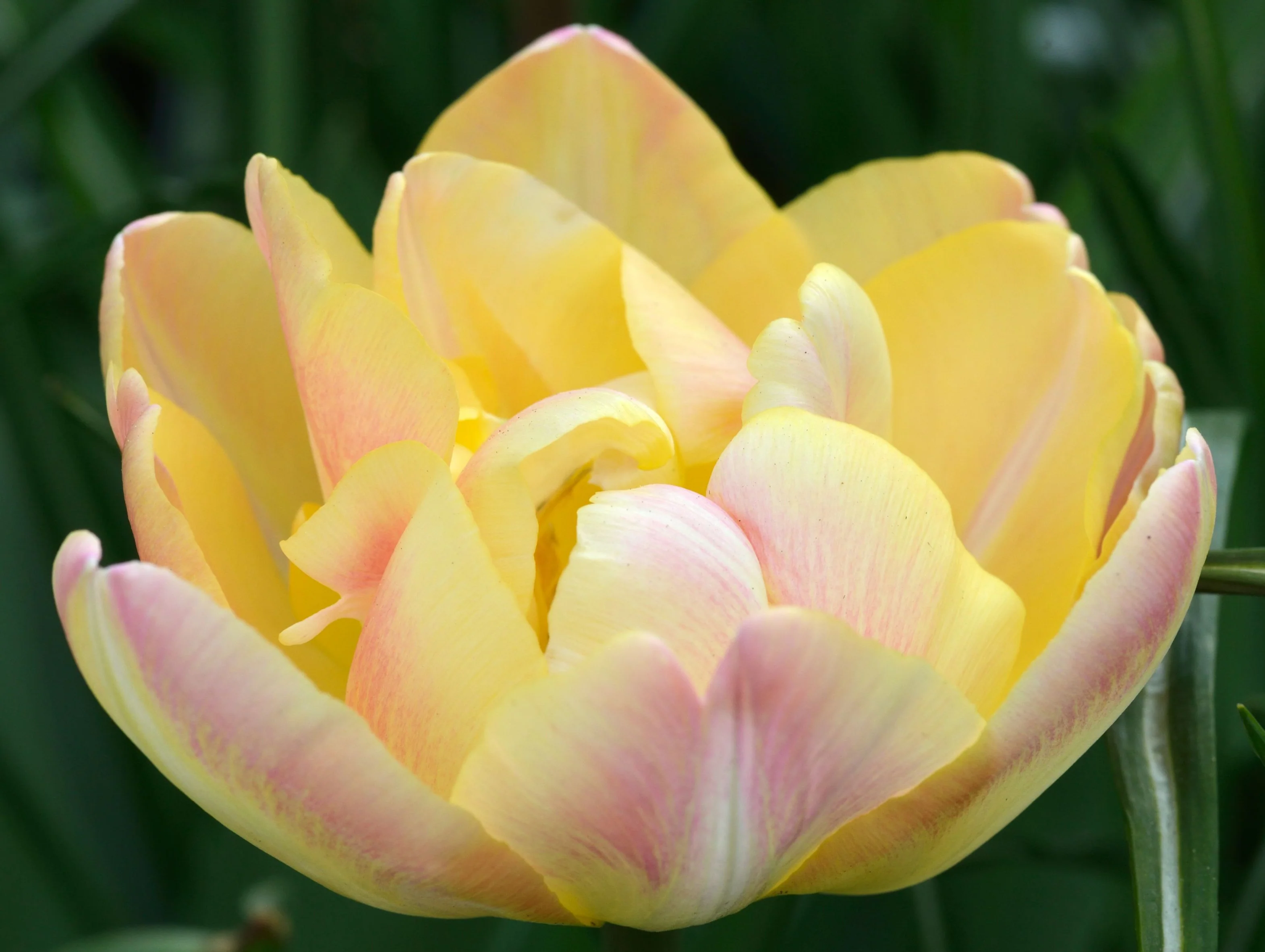 Tulip 'Upstar' (4 Bulbs) - Image 3