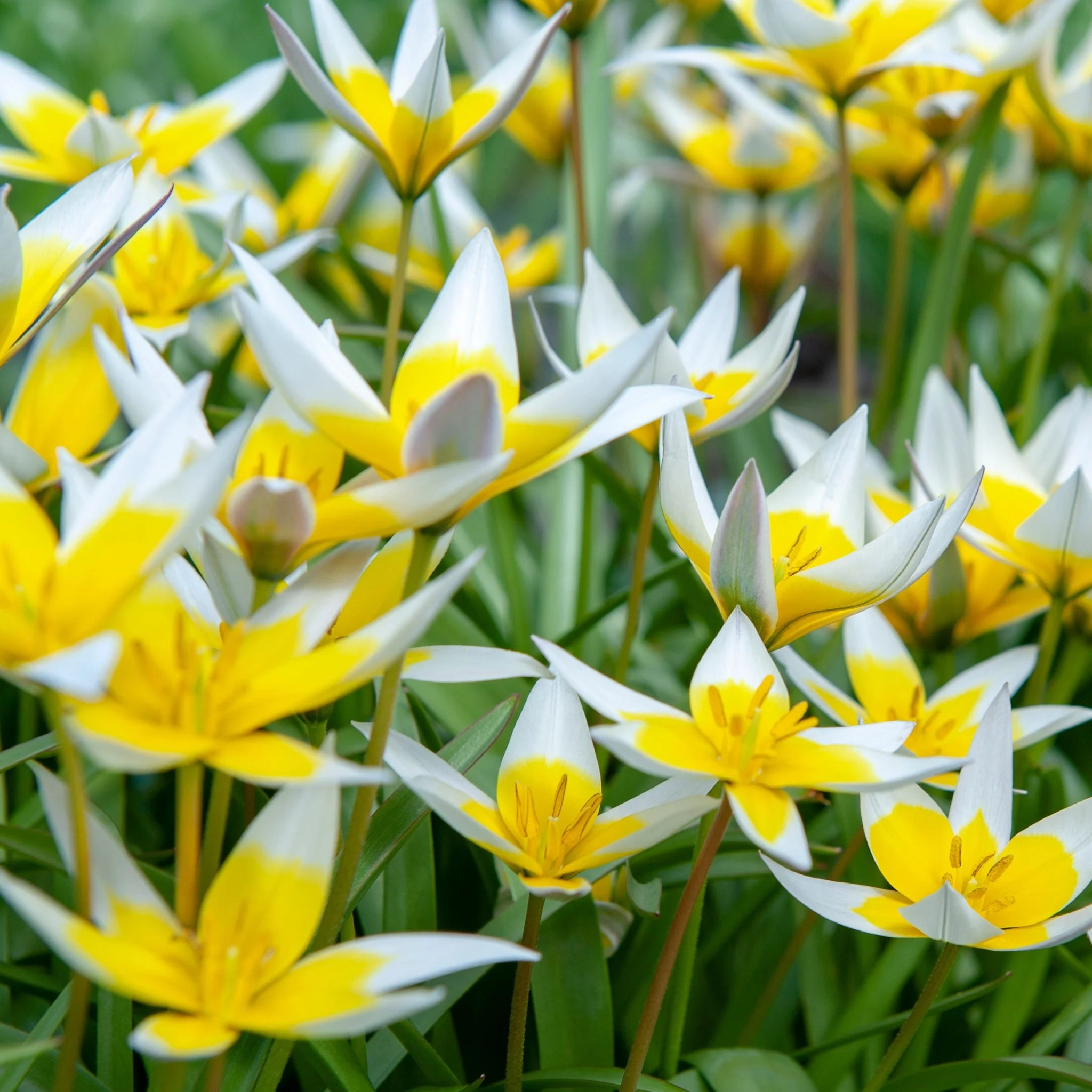 Tulip Bulbs  - Dasystemon Tarda 8 bulbs - Image 2